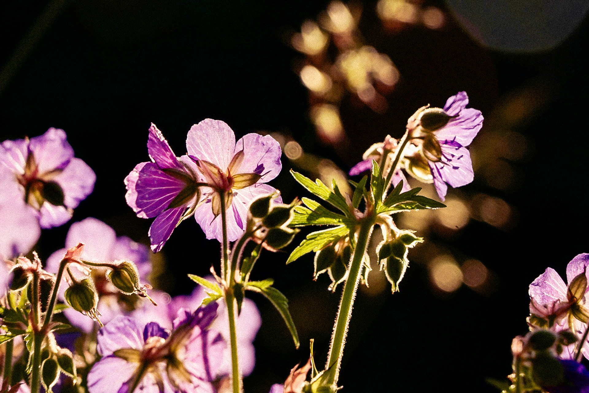 Early morning sunlight is providing back light for these delicate pink Cranesbill flowers.  They are set against an almost black background interspersed  with pleasing  golden bokeh.