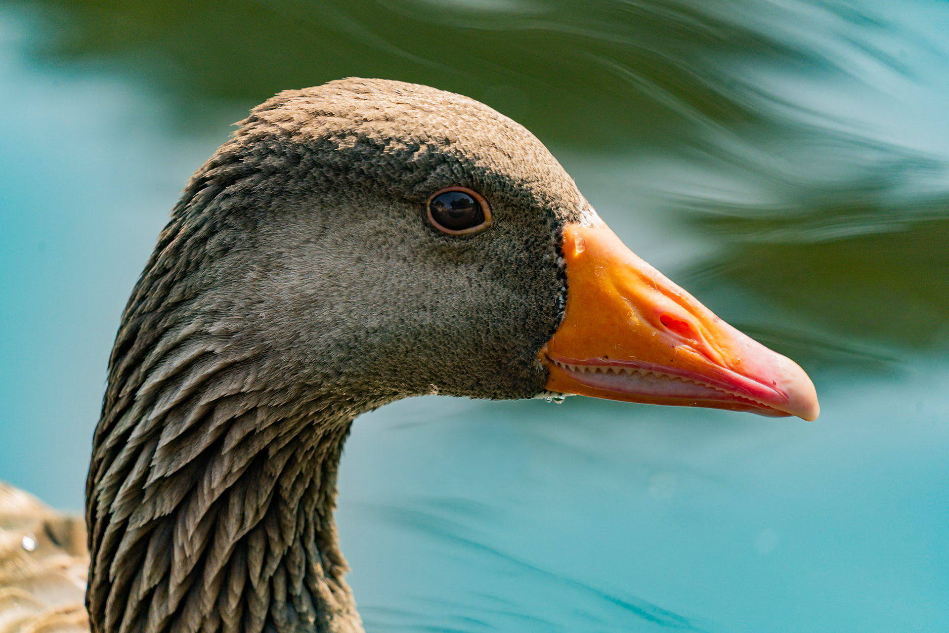 A close up portrait of the dead of a Greylag Goose, showing fine detail of the birds orange beak and brownish grey plumage. Green swirling water can be seen behind the goose.