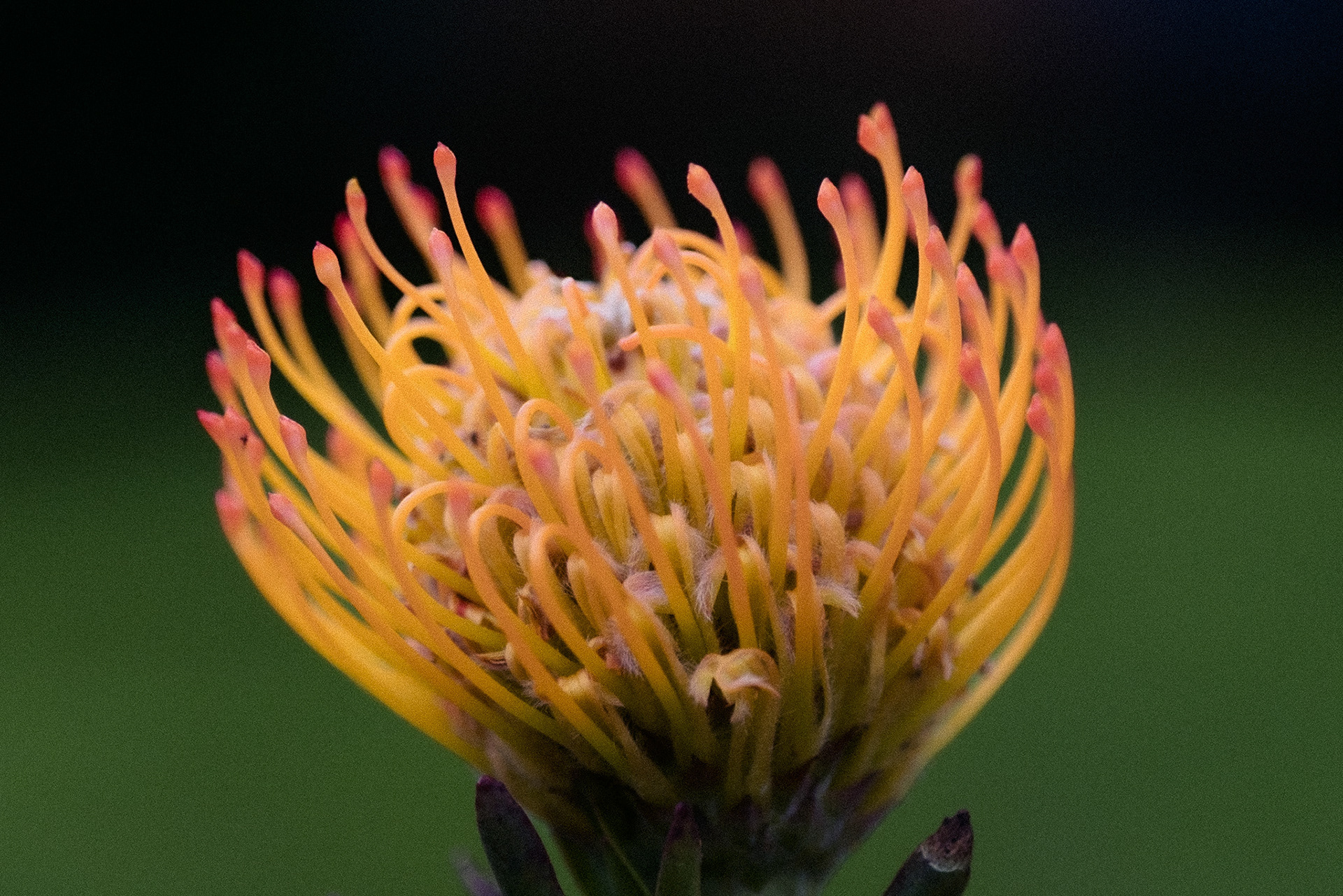 A close up digital capture of an orange Pincushion flower shot against an out of focus green background that graduates to black at the top of the frame.