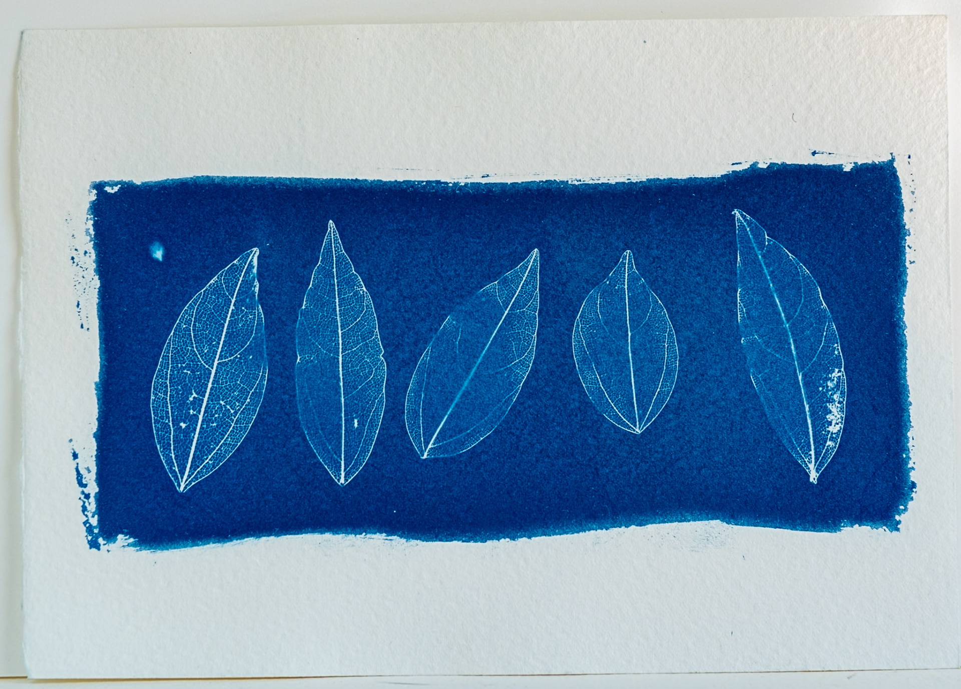 A fine art cyanotype print showing a row of delicate decomposed leaves.