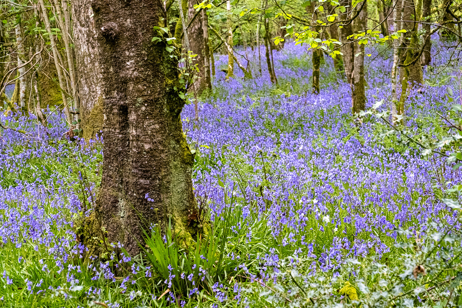 A blanket of spring bluebells carpeting a forest floor.