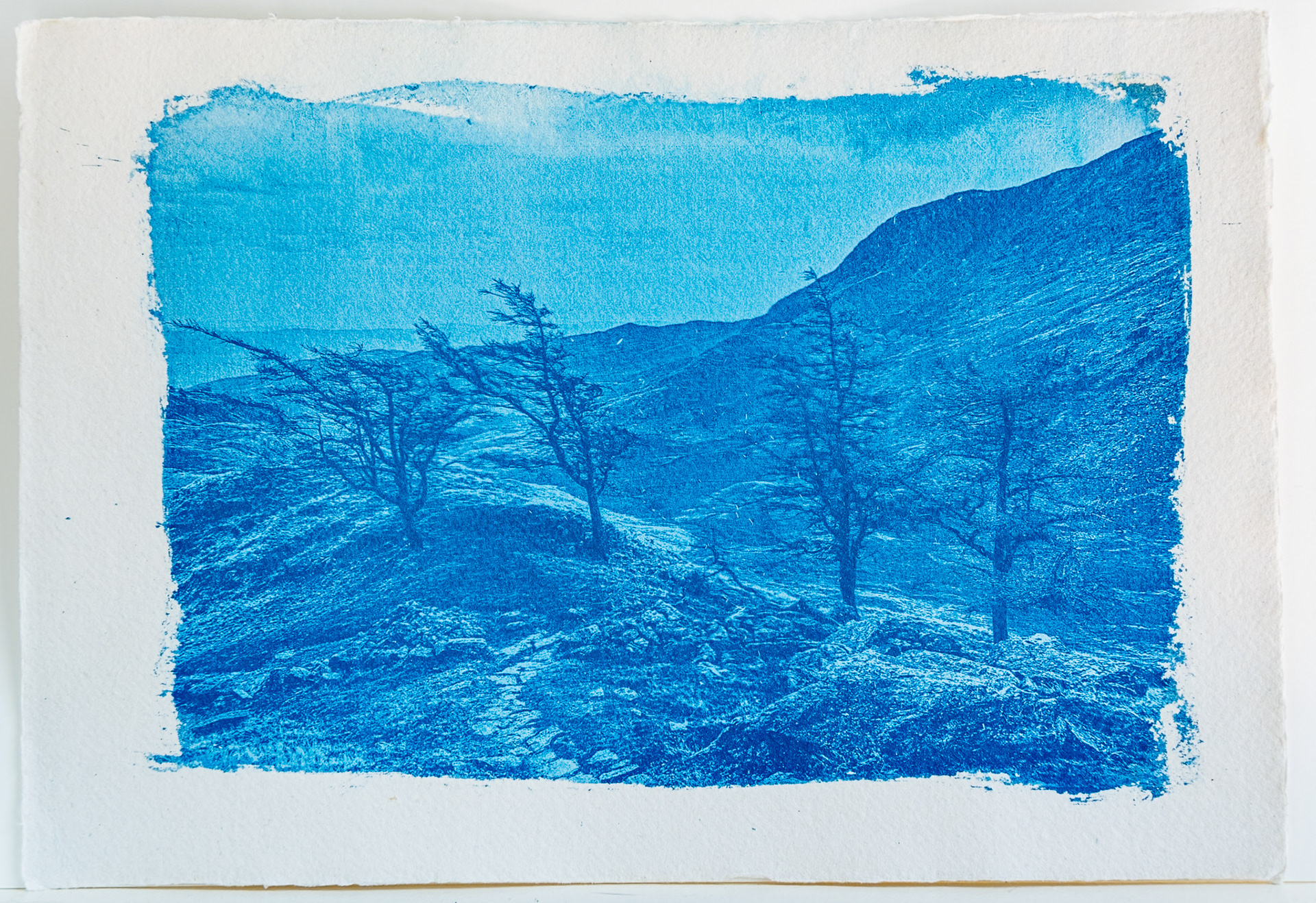 A fine art cyanotype print from a digital negative showing four weather worn trees on a hilltop ridge. 