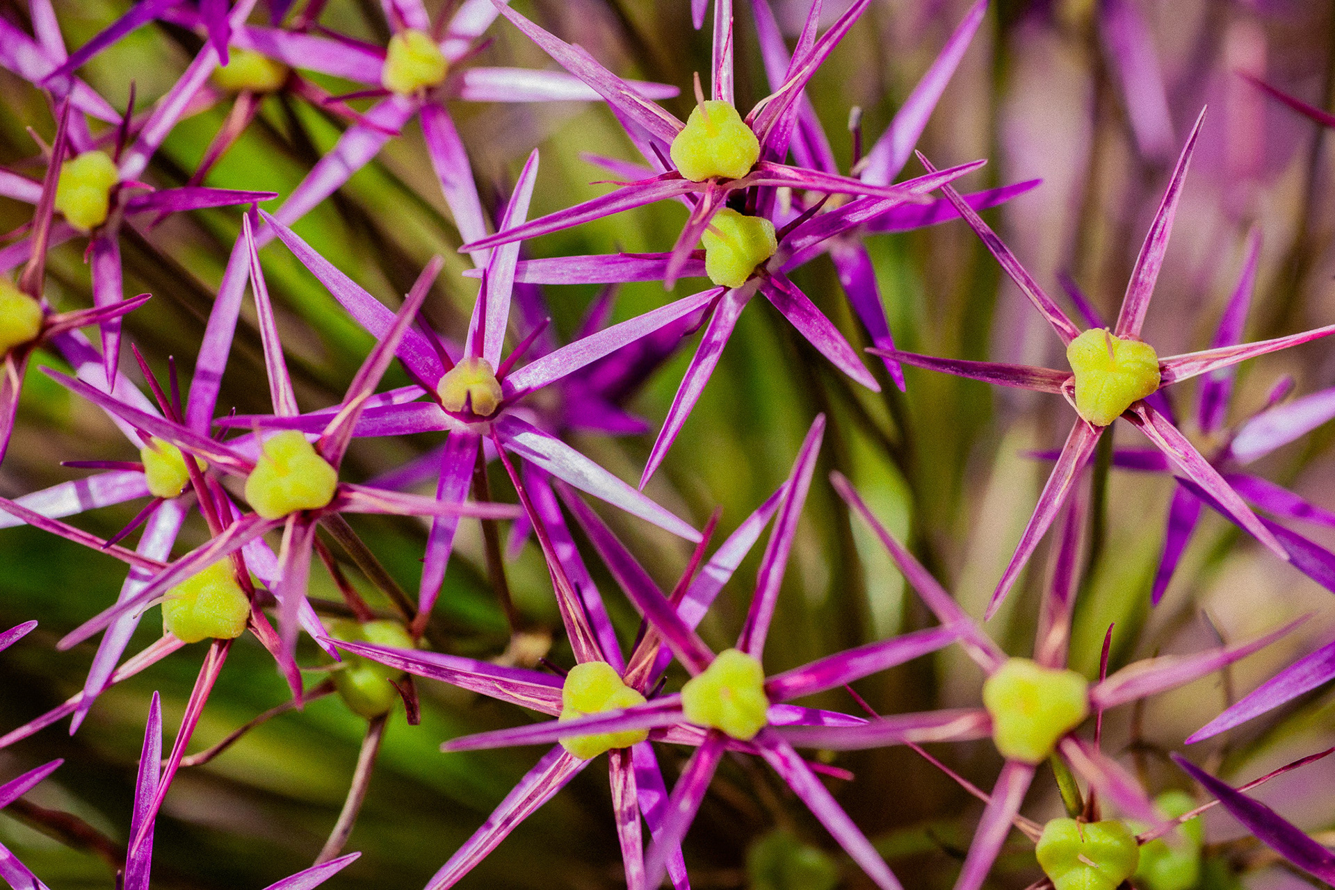 Close up photography of a bunch of Star of Persia flowers, a star like flower with pale purple pointed leaves and a pale green globular centre.