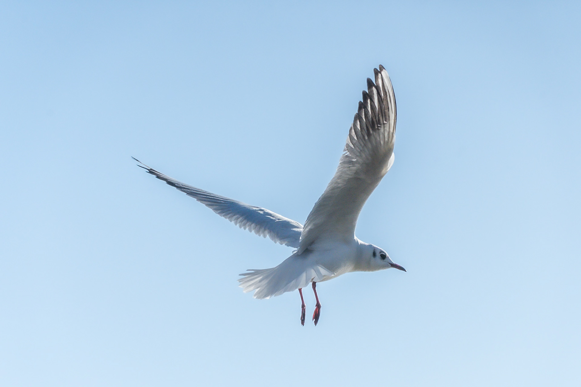 A colour shot of a juvenile Black Cap Gull in full flight.  light is shining through the gulls outstretched upwardly pointing wings, detailing the flight feathers.  The background is a uniform pale blue sky devoid of detail.