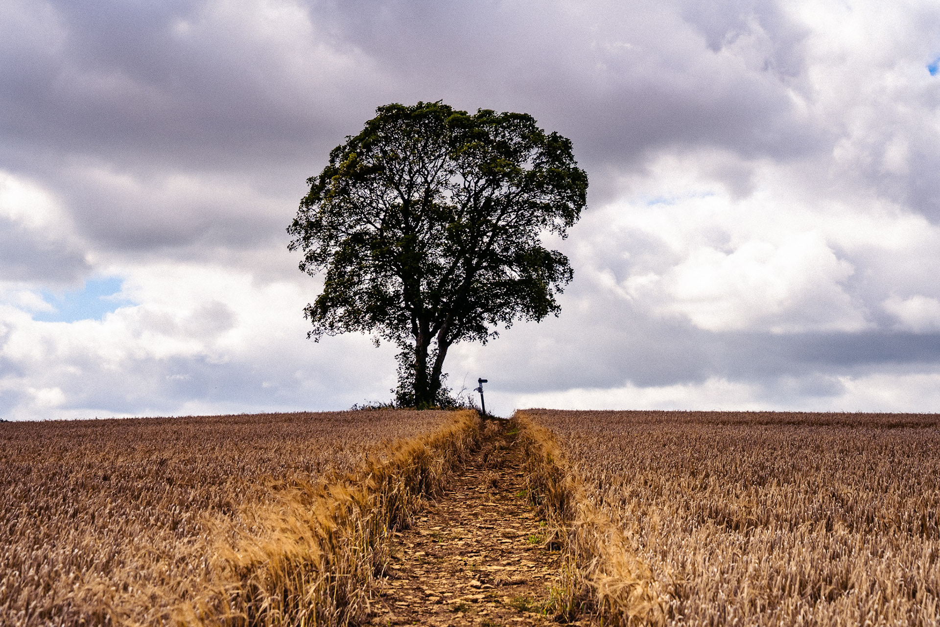 In a mature wheat field, a lone Sycamore tree stands on the horizon.  A path leads from the front of the frame to the base of the tree, where a footpath fingerpost can be seen.