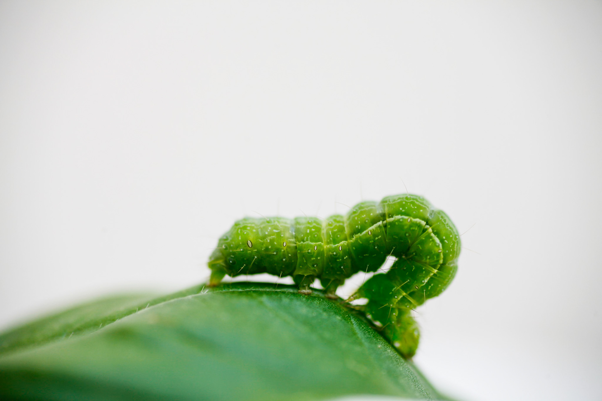 A macro photograph of a tiny green caterpillar feeding on a basil leaf. 