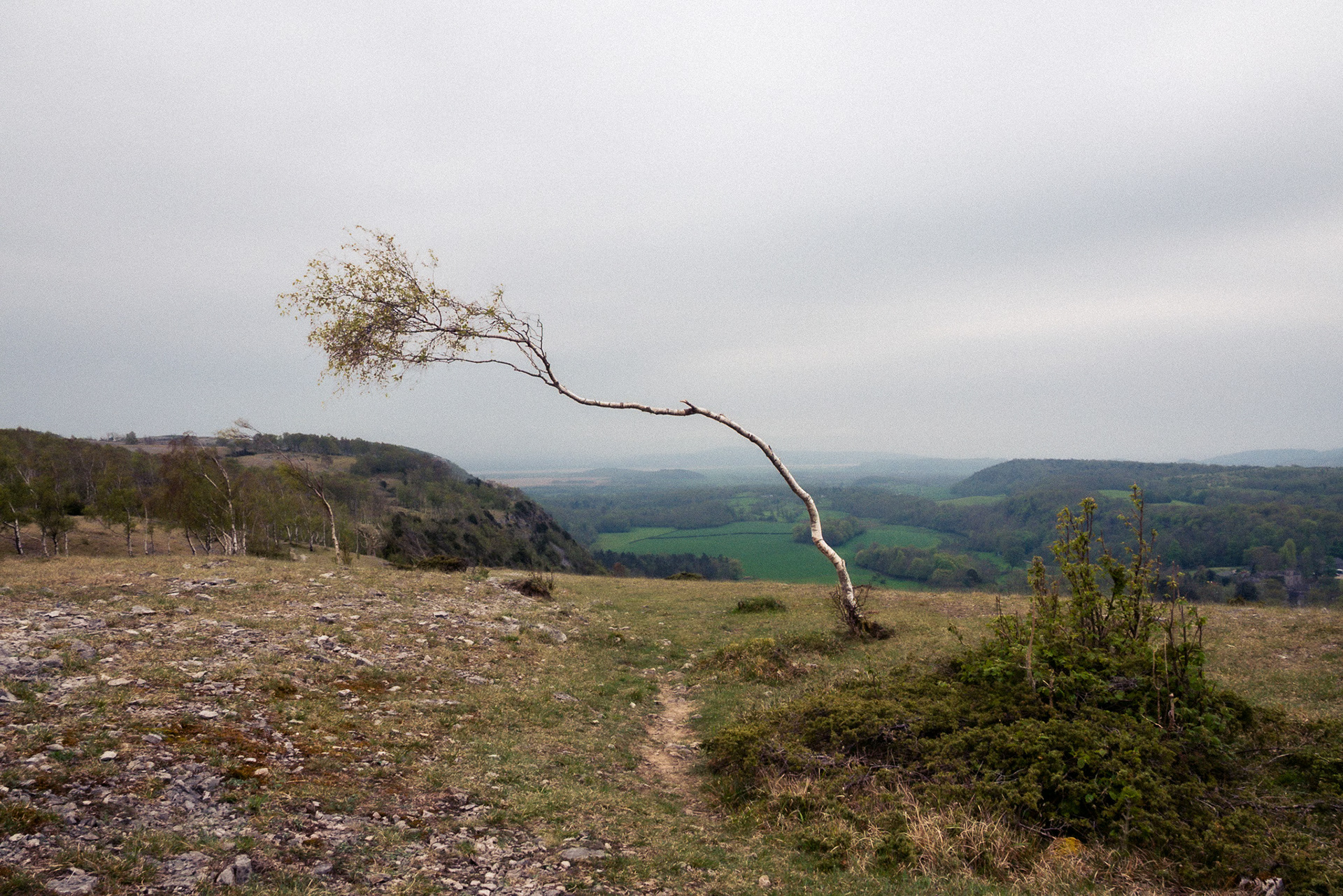 A digital capture of a young birch tree on an exposed high ridge, and as a result has been bent to 45 degrees by strong prevailing winds.