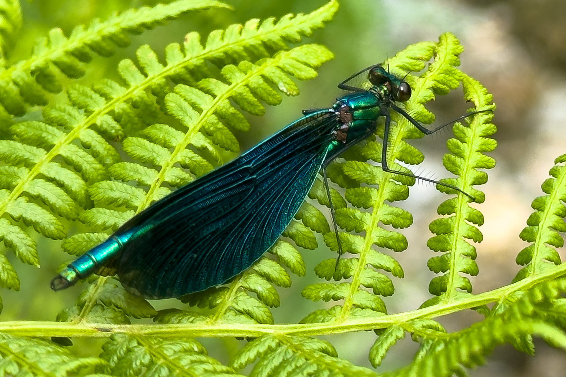 Detailed macro shot of a male Beautiful Demoiselle  Damselfly resting on a young vibrantly green fern leaf.  The detail on the wings, head and legs are highly visible.