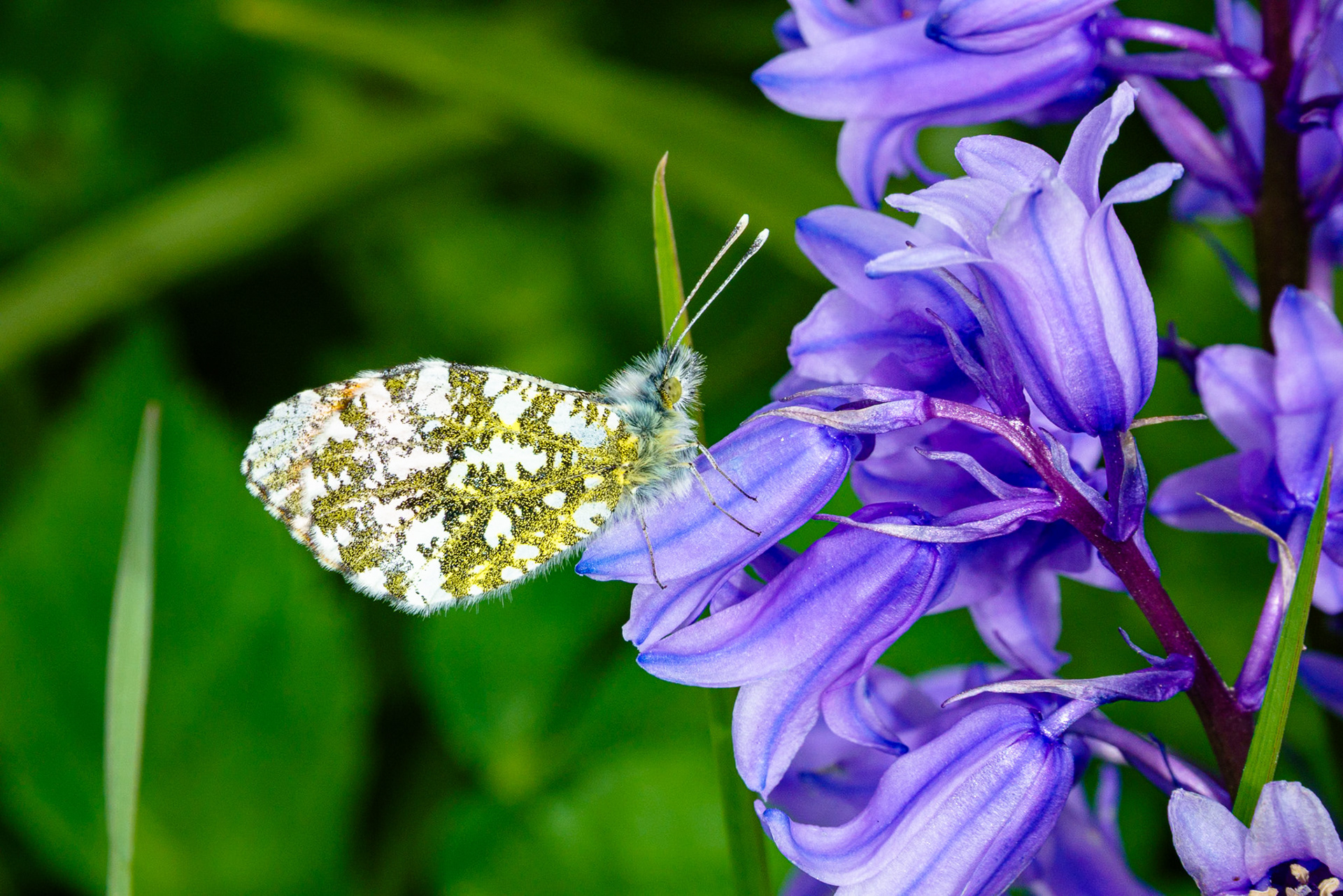 A close up shot of an Orange Tip Butterfly feeding on a wild bluebell.  The detail of the butterfly is visible, including outstretched antenna and hairs around the head.  The butterfly is framed by out of focus green leaves creating a pleasing bokeh effect.