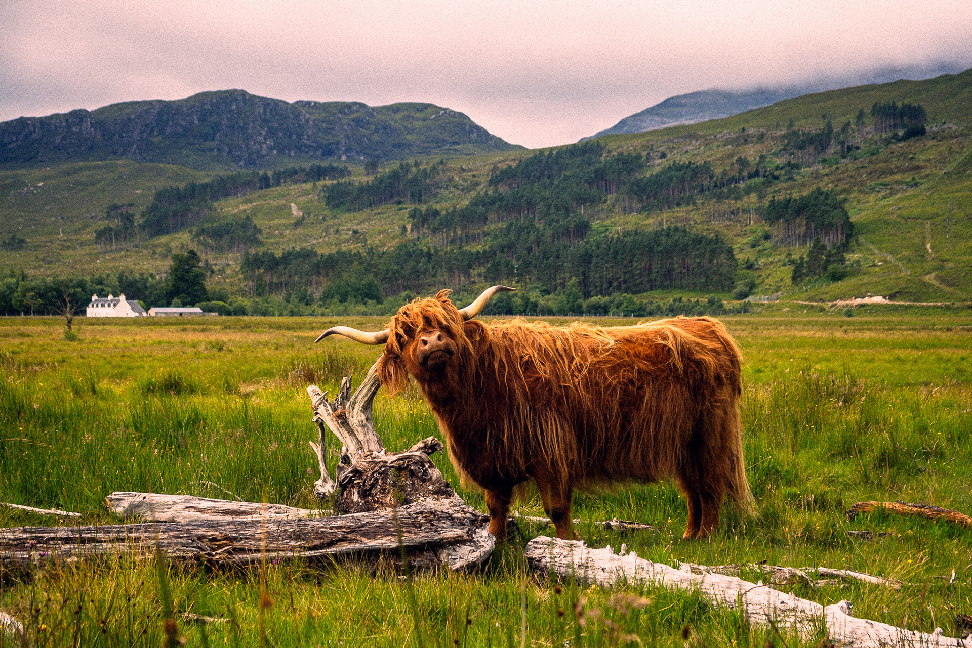 A colour digital capture of an adult highland cow scratching its ear on the branch of a dead tree.  In the background is a white farm house and rolling hills dotted with pine trees.