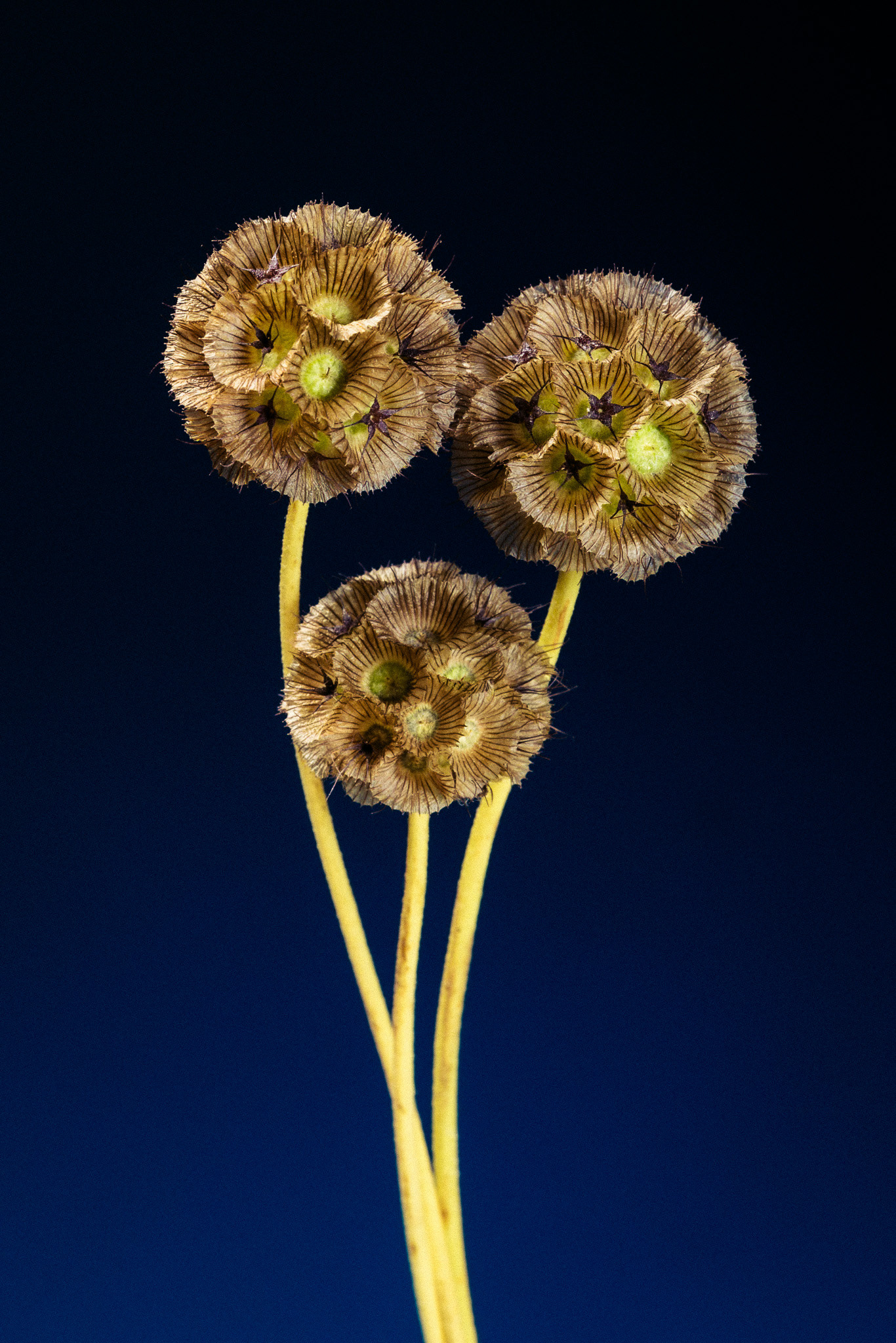 A studio macro shot of tiny Star Flower heads.  Three flowers and their long stems have been photographed against a dark blue background that graduates to black at the top of the frame.