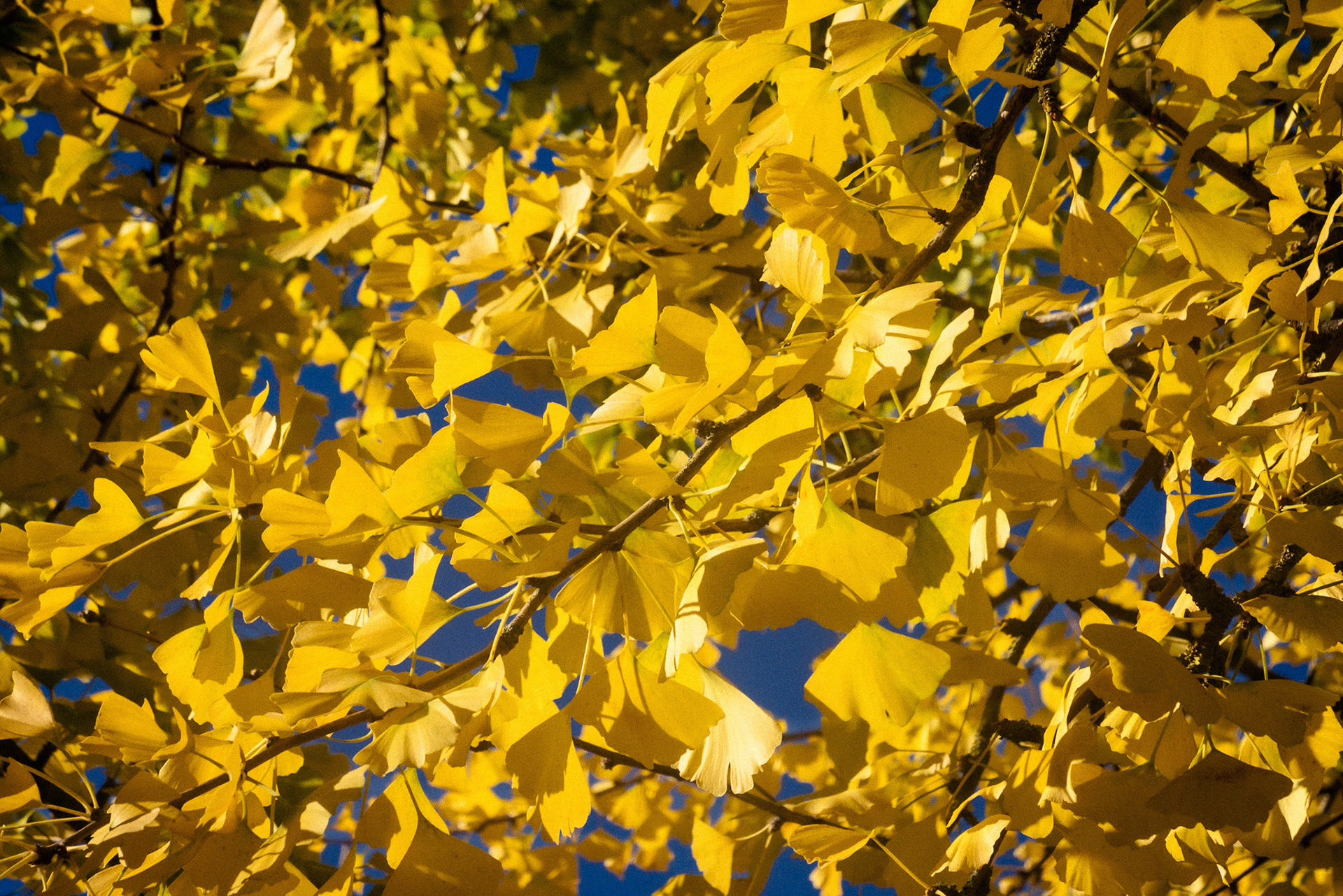 A tight shot of small golden yellow autumn leaves that are being illuminated by strong direct sunlight.