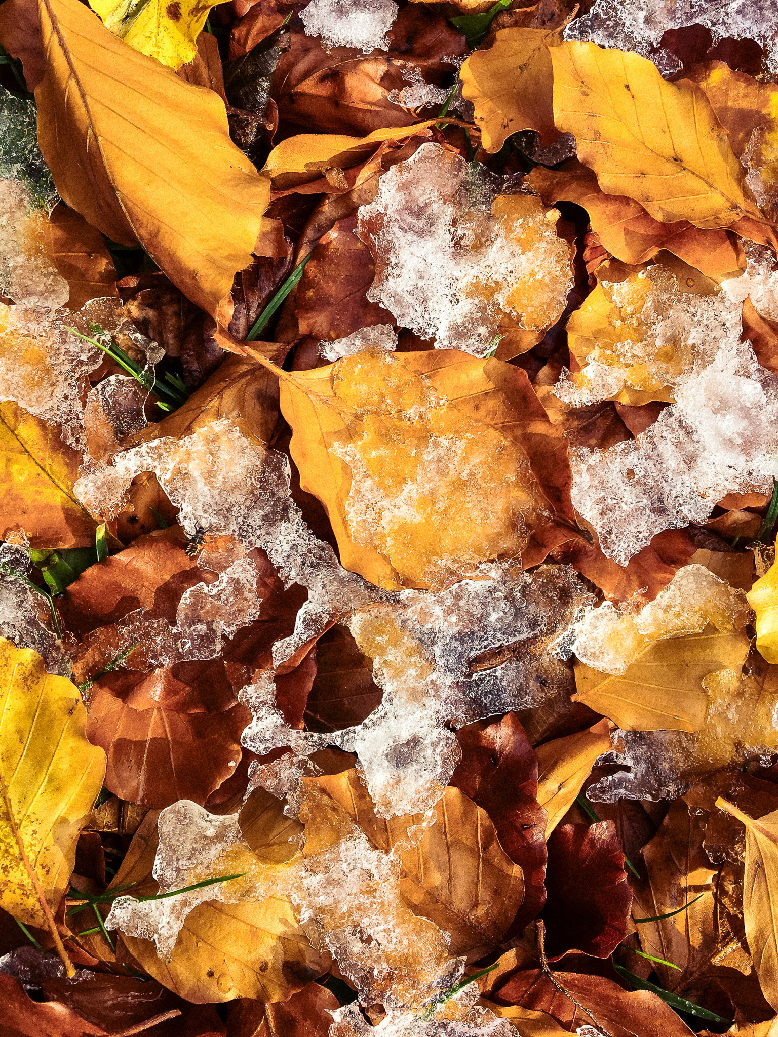 A detail shot of fallen golden leaves that have a covering of melting ice. 