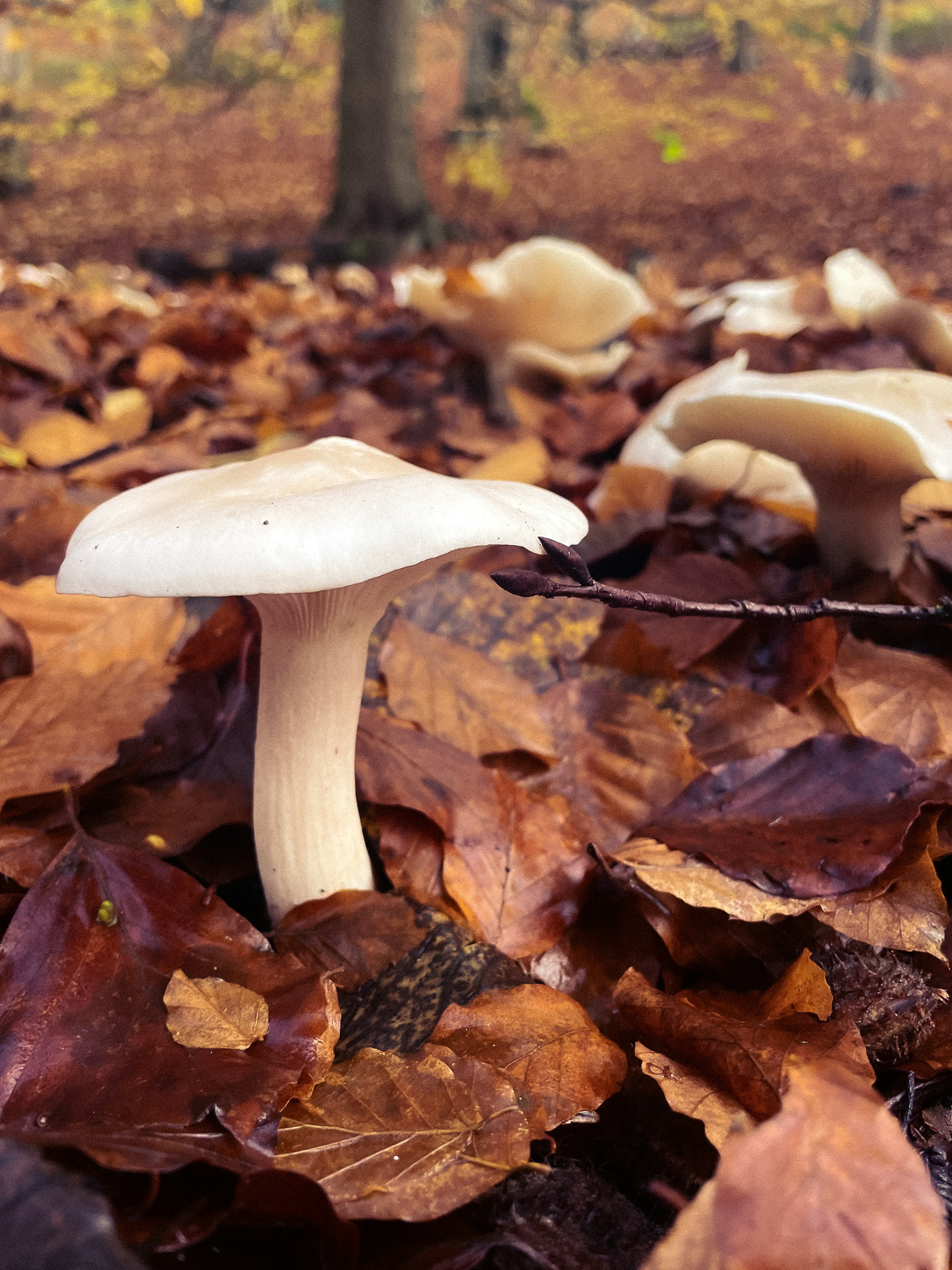 A close up autumnal shot of fresh Trooping Funnel Mushrooms poking up through a bed of fallen leaves.