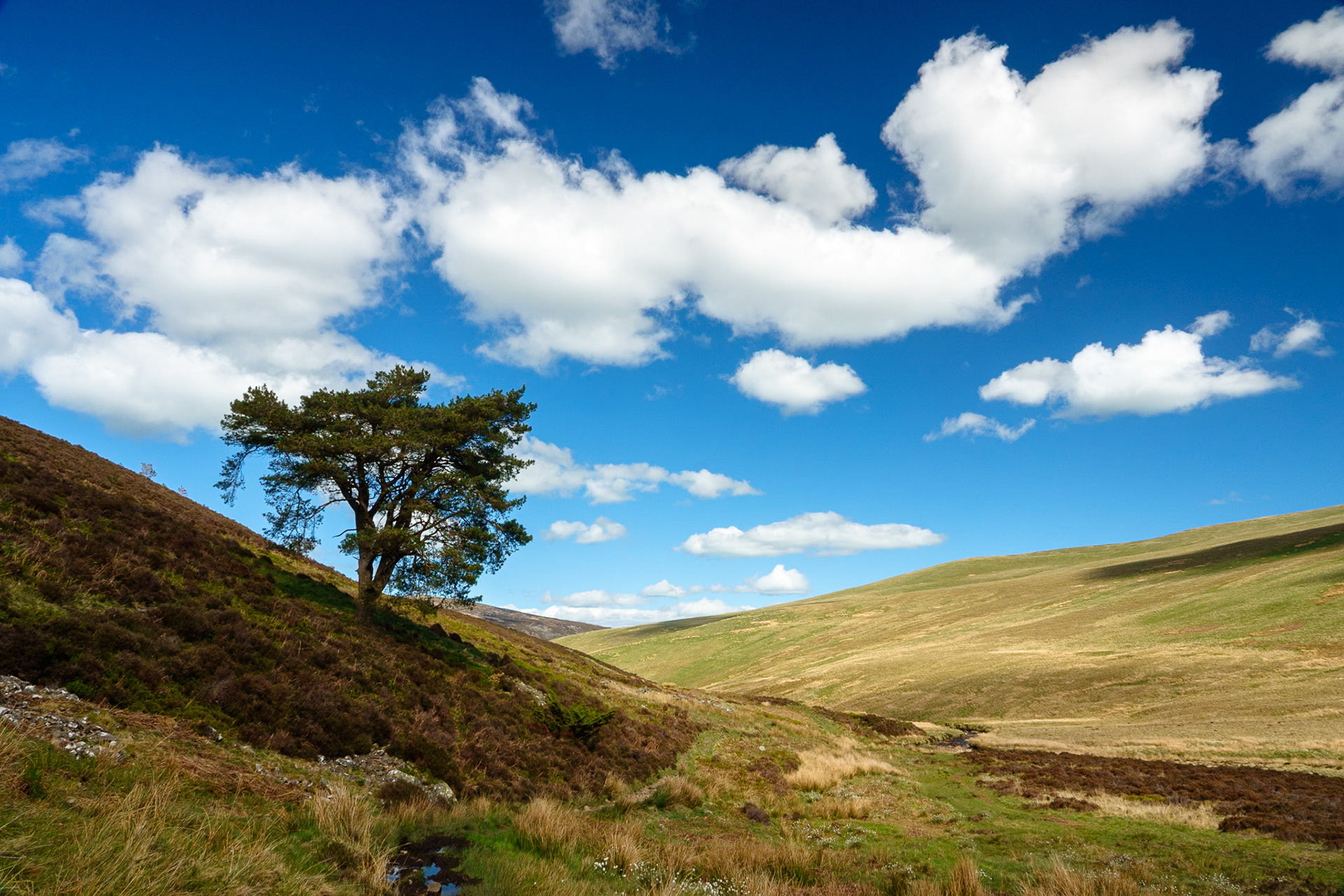 A lone tree under a summer sky with bright rolling clouds. Mosedale Beck, Cumbria.