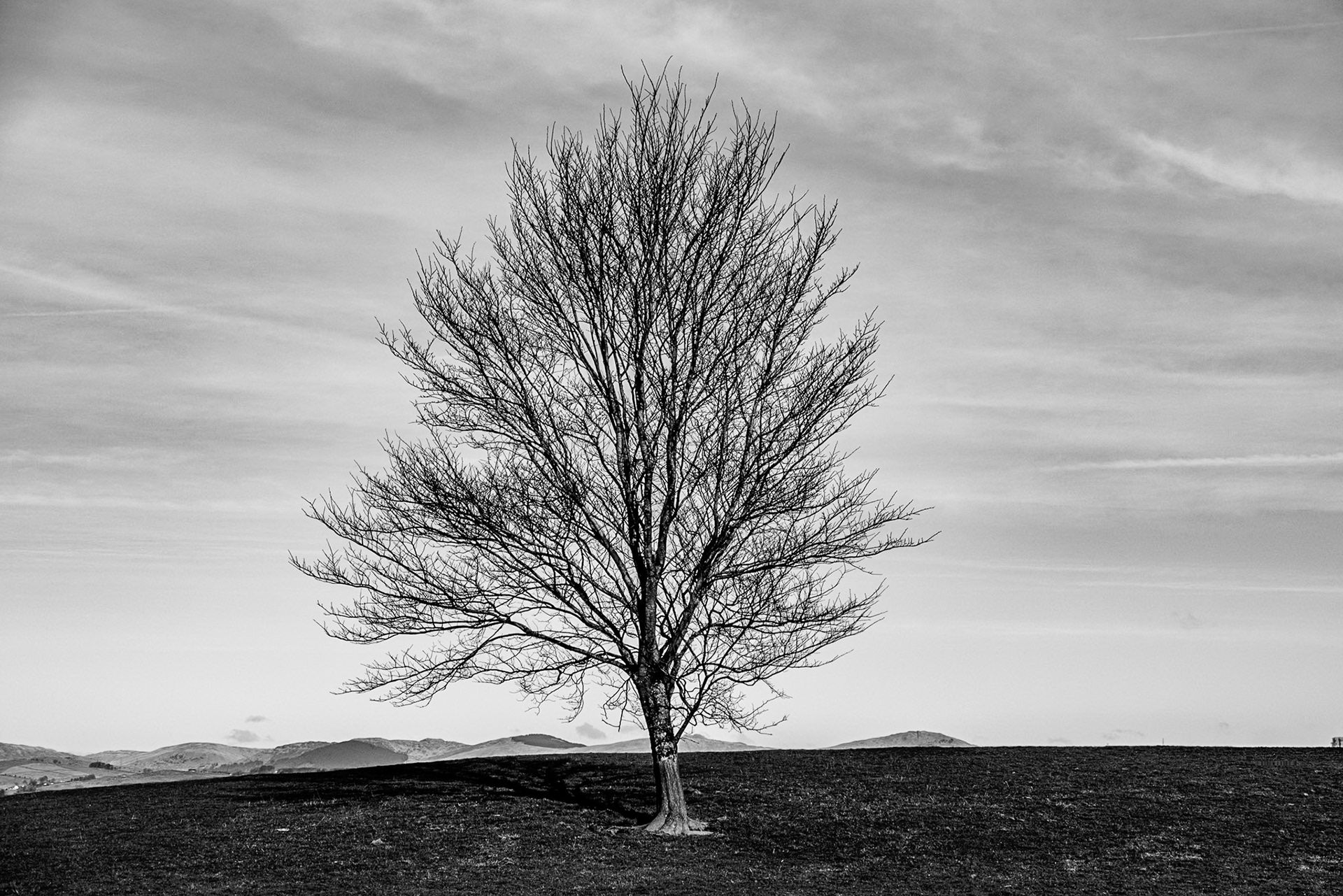 Black-and-white landscape of a solitary leafless tree standing in a dark field, with distant hills beneath a summer sky with high wispy clouds.