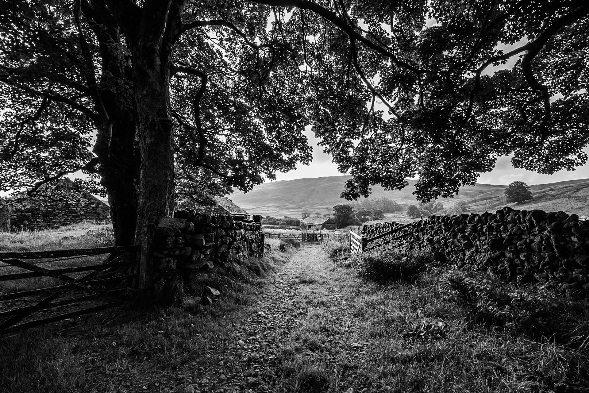 A black and white photograph of a broad tree in full leaf.  Beneath its broad span can be seen a quiet contrary lane, drystone walls and distant hills.