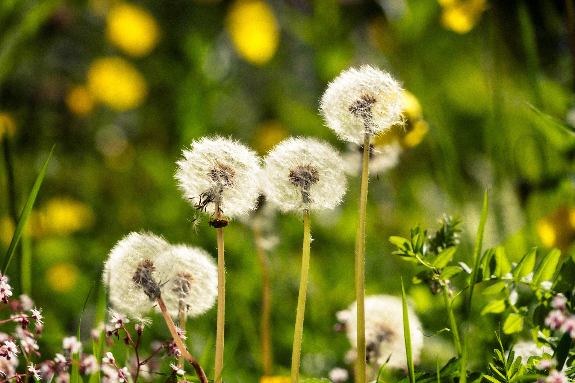 A digital capture using a telephoto lens of dandelion heads in full bloom. They are set against creamy green bokeh.