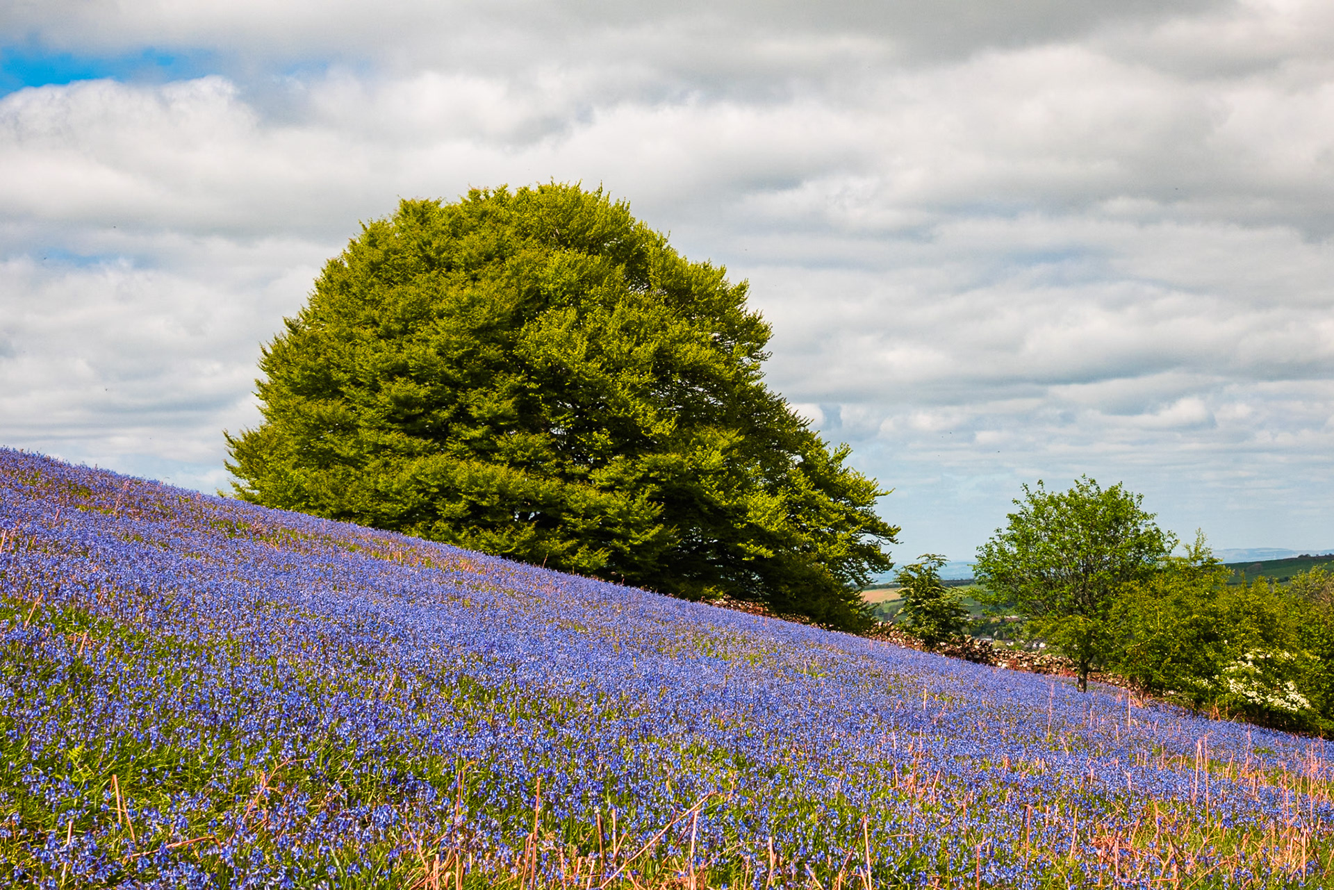 A tree sits on a gentle slope surrounded by large field of spring bluebells. 