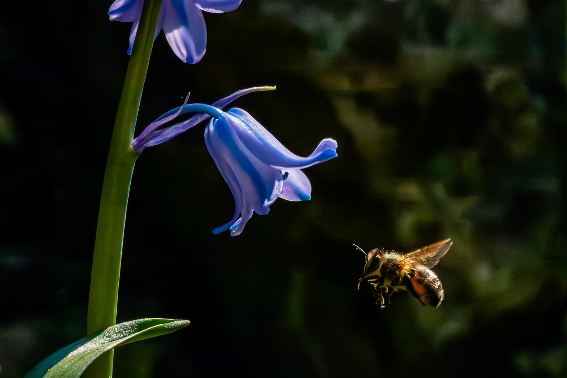 A high speed photograph of a honey bee hovering in front of a down facing bluebell flower. The dark back ground accentuates the detail of the in flight bee.