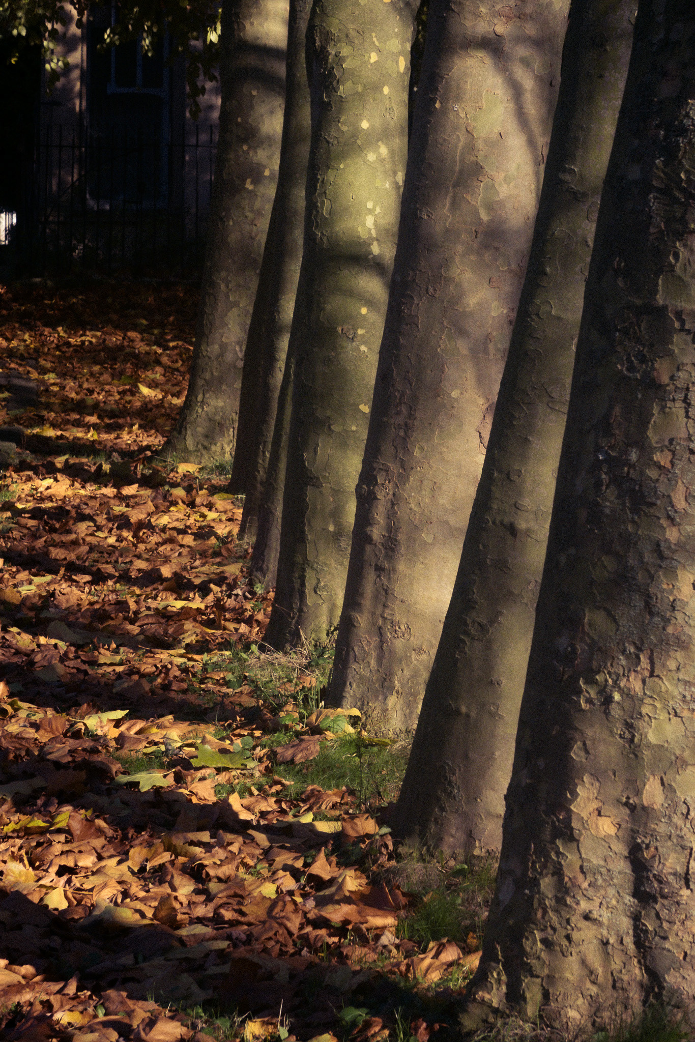 A row of side lit trees with a bed of fallen leaves at their base.  A low winter sun has cast long shadows of the trees across the ground.