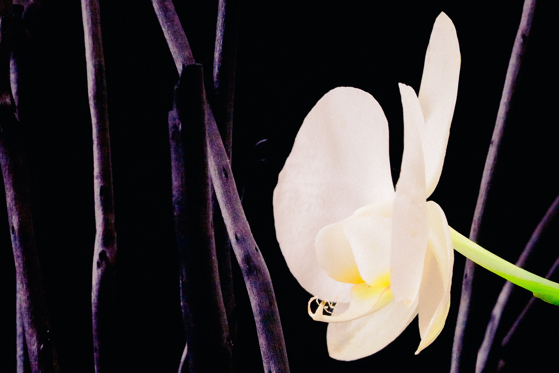A studio shot of a white and yellow Orchid flower surrounded by black twigs.  These have been photographed against a  dark background.