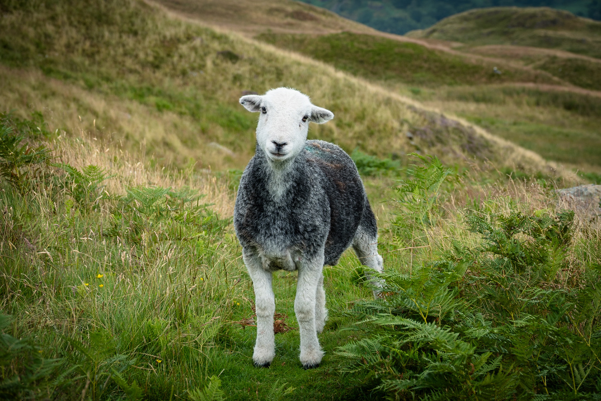 A grey and white Herdwick Lamb stands straight on to camera with its head tilted slightly to the right. It is standing on a green slope with rolling hills behind.