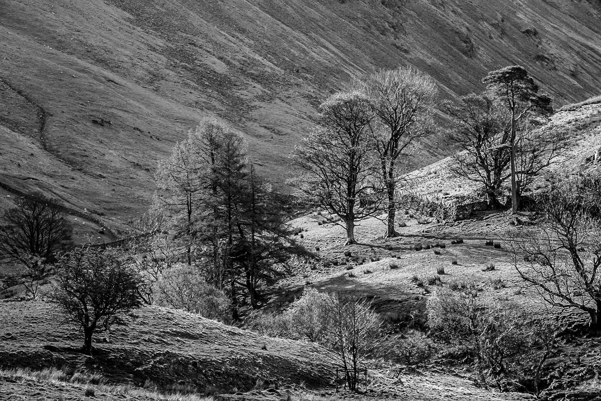 Black-and-white mountain valley with scattered leafless trees, rugged slopes, and rocky ground.