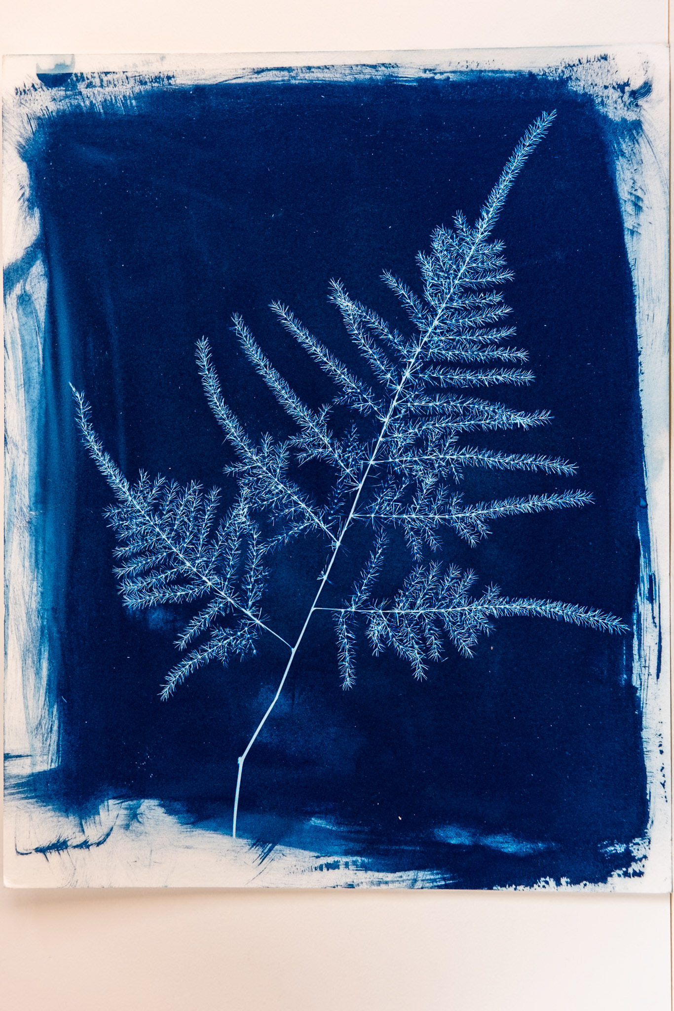 A cyanotype print of a delicate asparagus fern leaf.  The edges of the print shows rough brush stokes from the application of the chemical. Fine art print.