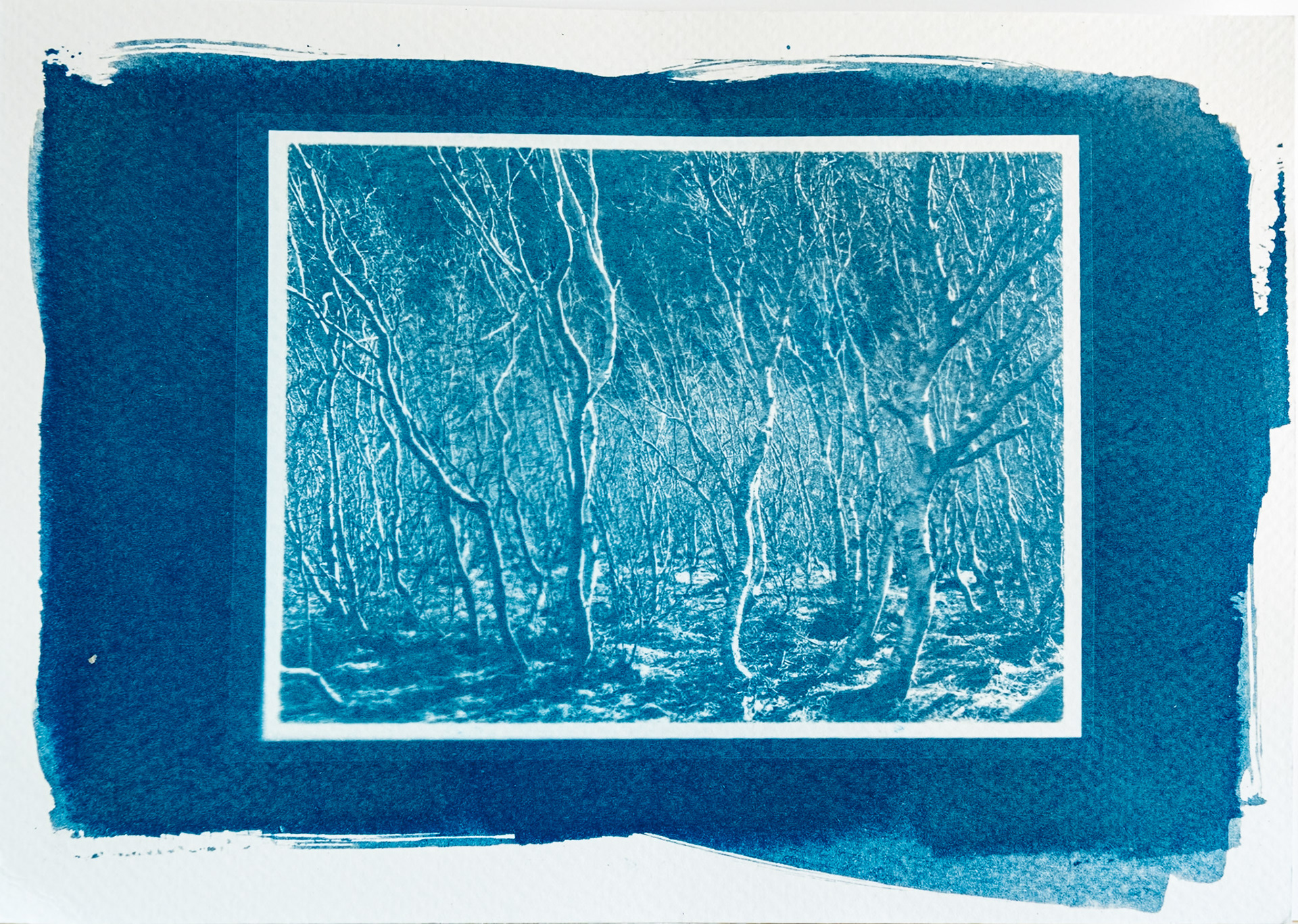 A cyanotype print of a highly packed group of trees.  