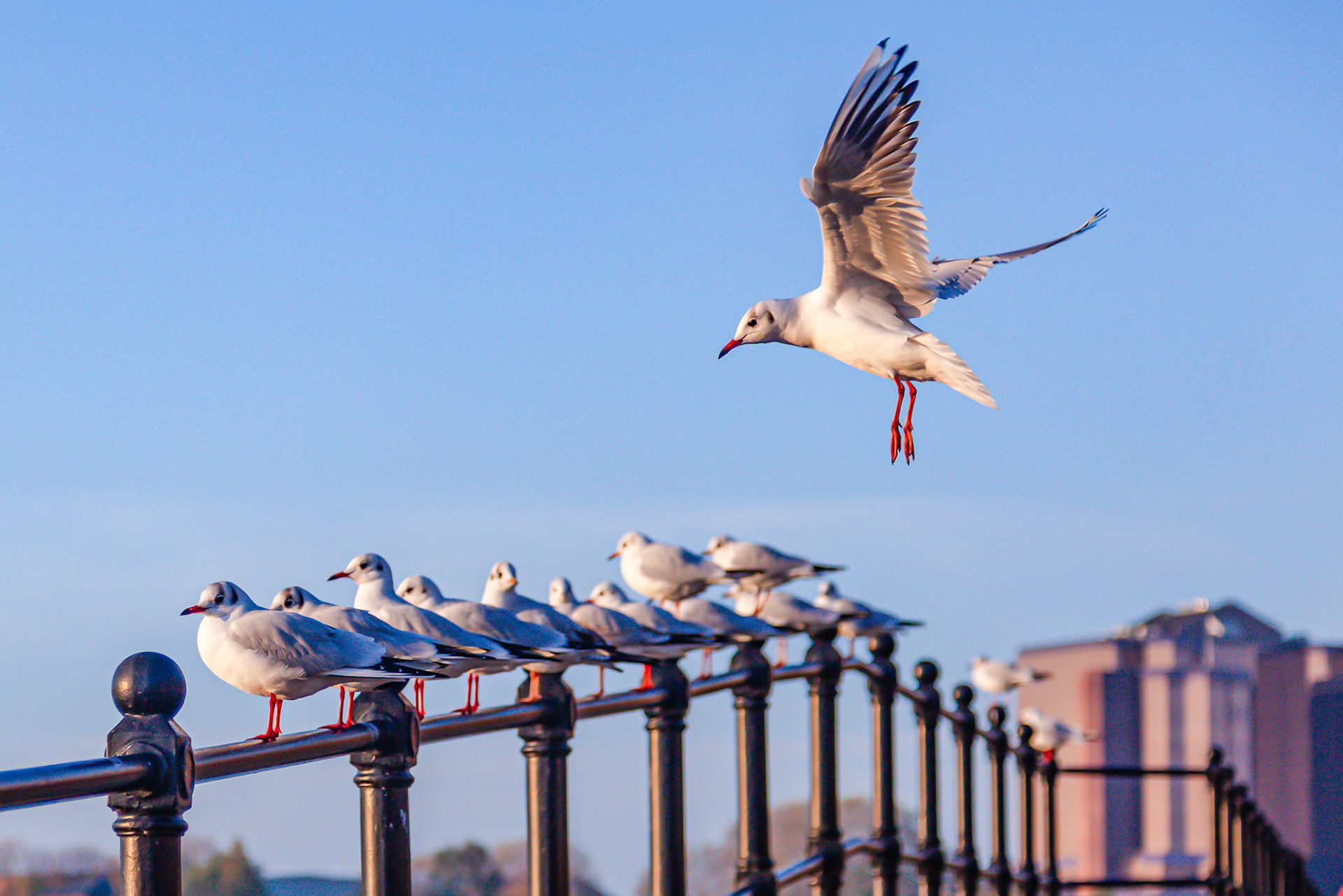 On a black metal fence, a row of small gulls are about to be joined by another gull, its wings are outstretched as it lands. 