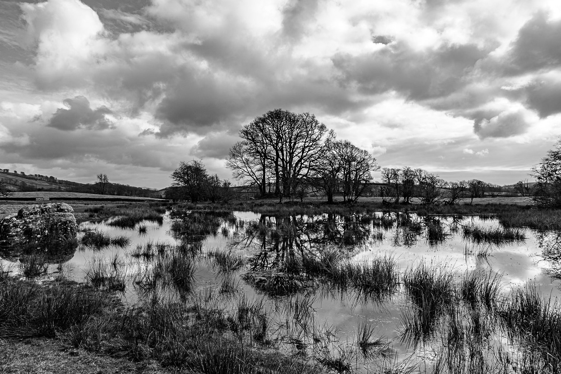 Black-and-white wetland landscape reflecting leafless trees in amongst tall grasses.  Rolling hills and dramatic clouds form the backdrop.
