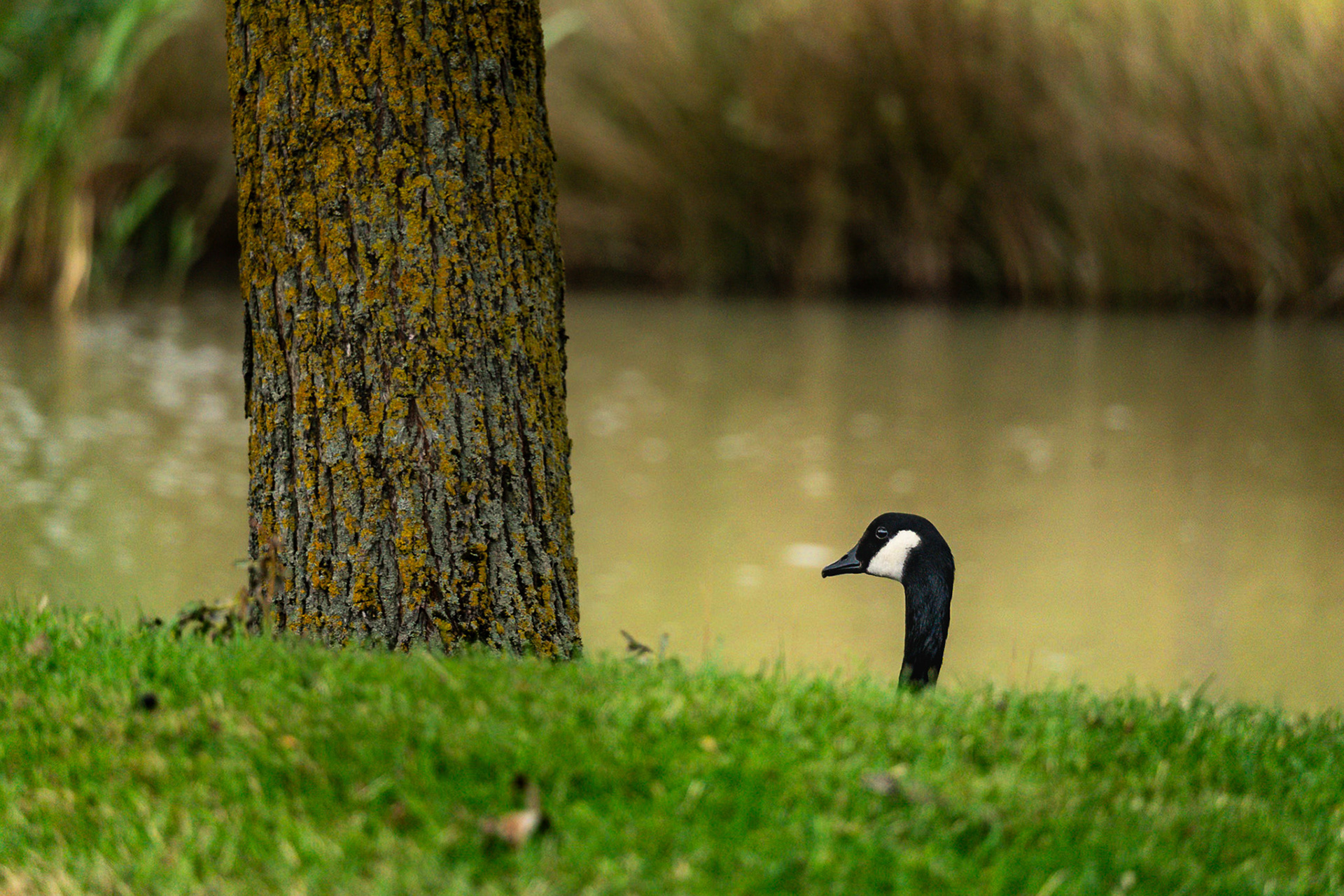 A telephoto lens has been used to capture the moment an adult Canada Goose soaks its head above a grassy slope. Only the neck and head are visible, and a tree trunk cuts vertically through the frame.
