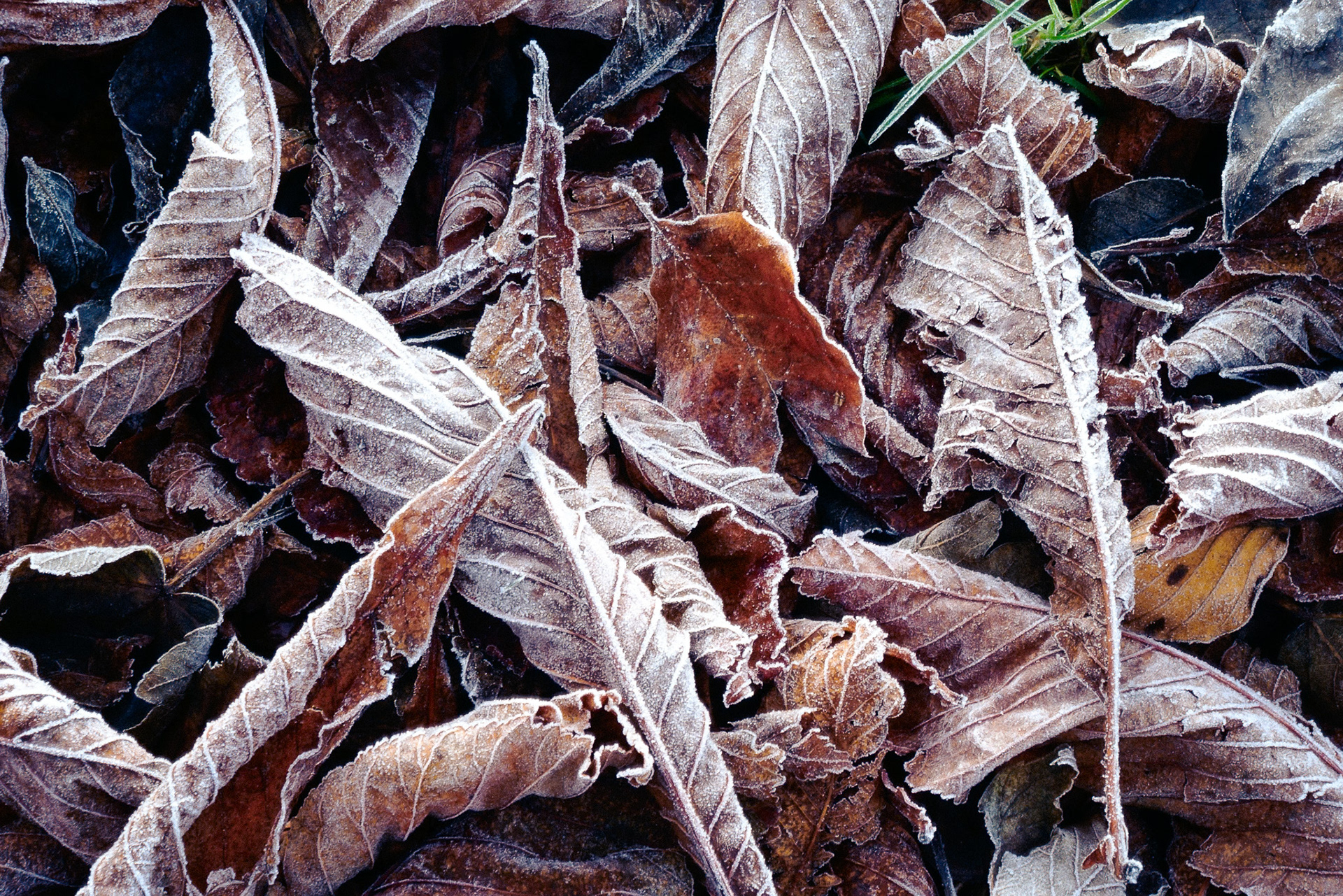 Detail shot of fallen brown leaves that have been frozen and flecked with ice by a hard early winter frost.