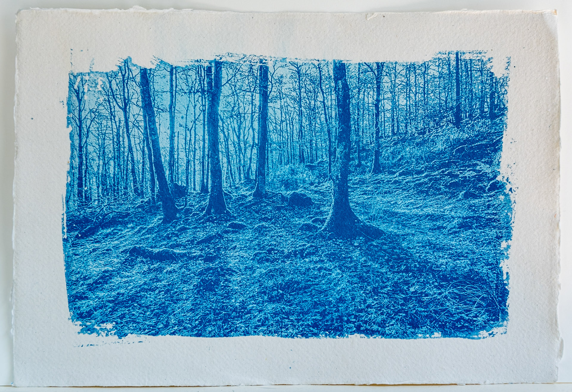 A fine art print from a digital negative showing a patch of woodland and light and shadow in the foreground.