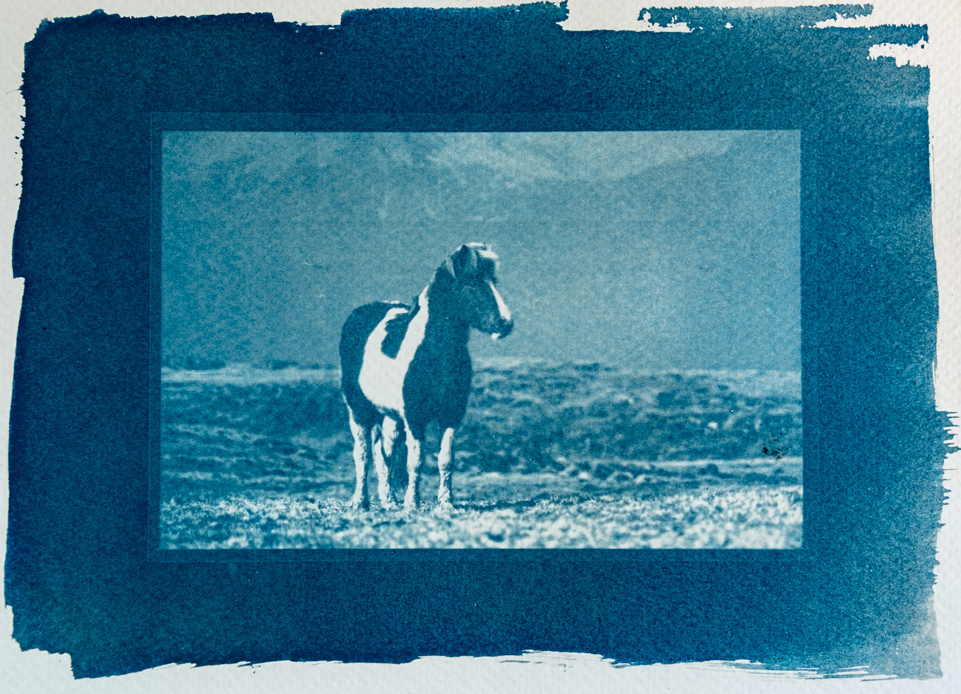 A cyanotype print of a wild Icelandic Pony. 