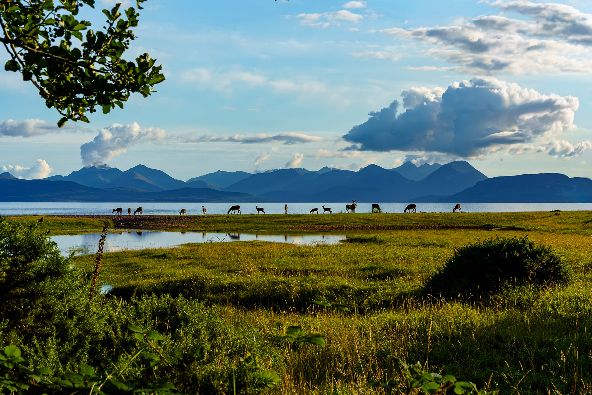 A colour image of wild deer grazing along the shore of Applecross Bay with the Black Cuillin Hills as a backdrop.