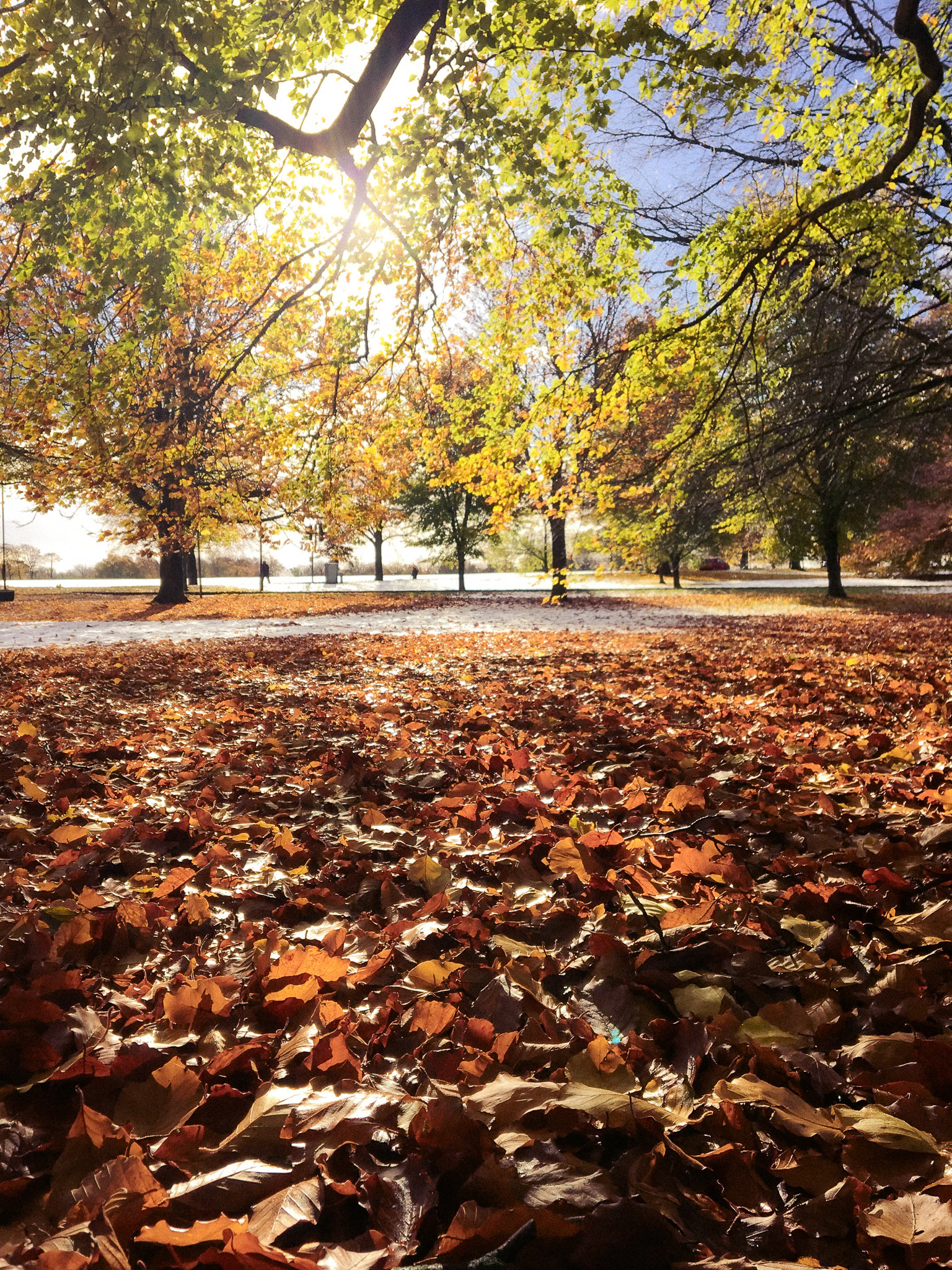 An autumn themed digital capture that features fallen leaves in the foreground and a row of trees covered in golden backlit leaves in the distance.  The camera is at low level to accentuate the foreground detail.