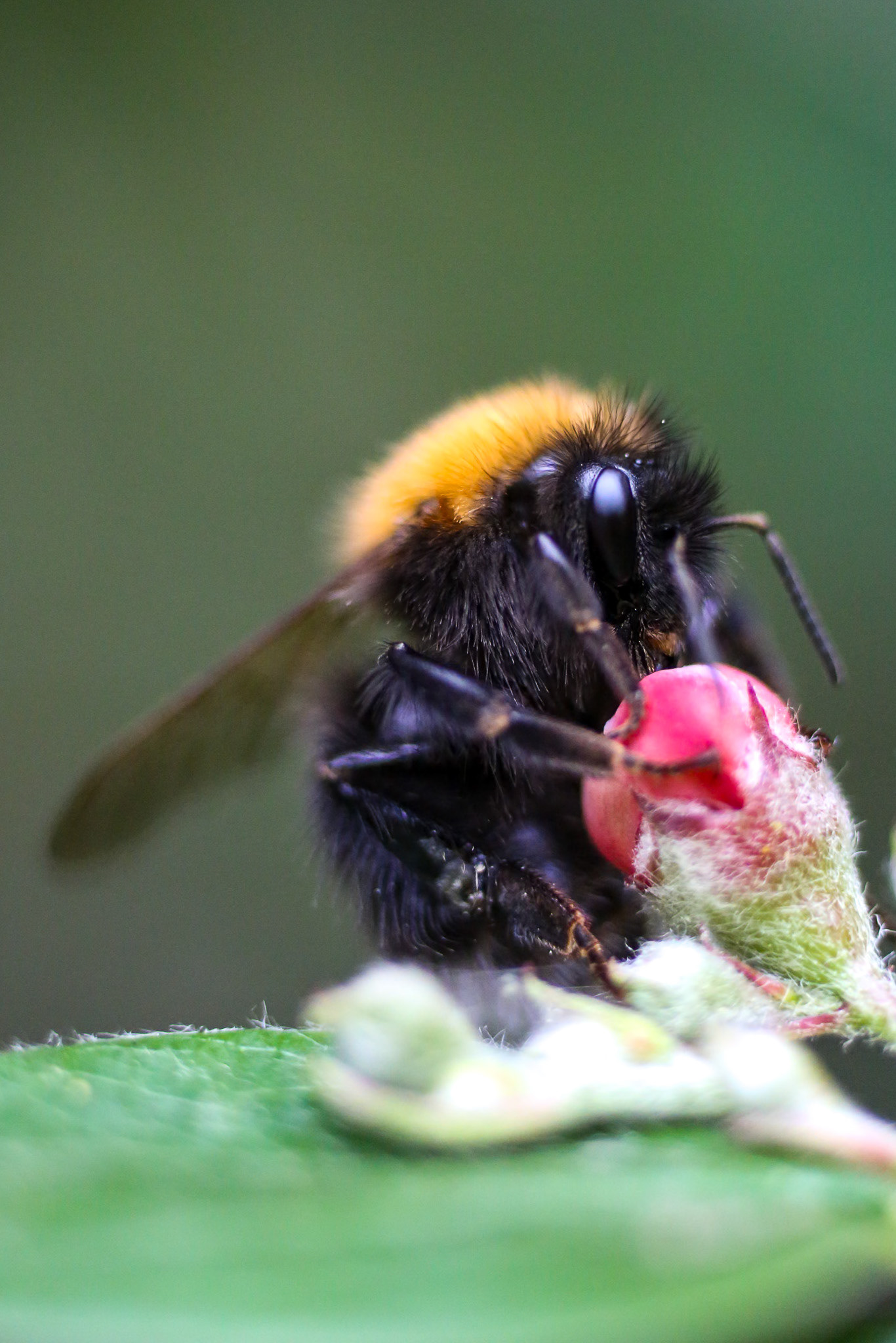 A colour macro shot of a bee feeding on a tiny pink flower bud. The shot is highly detailed and the eye and hairs on the bee are clearly visible.