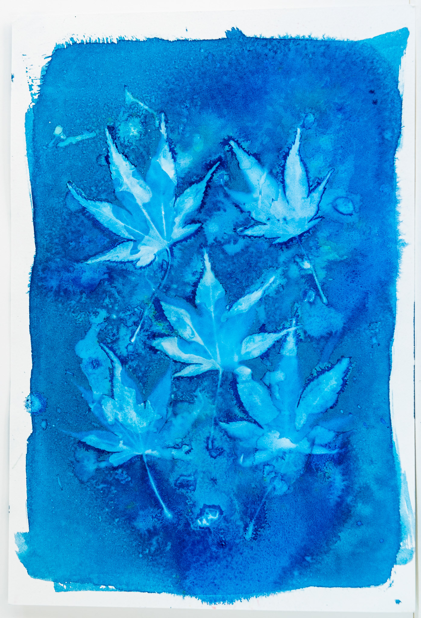 A cyanotype print utilising pressed acer leaves as its main theme. 