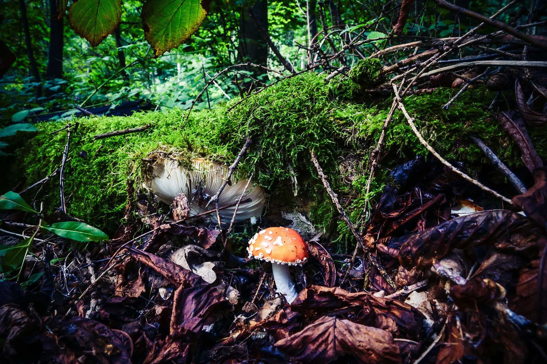 A fresh bright red and white Fly Agaric Mushroom pokes up through rotting leaves on a woodland floor. 