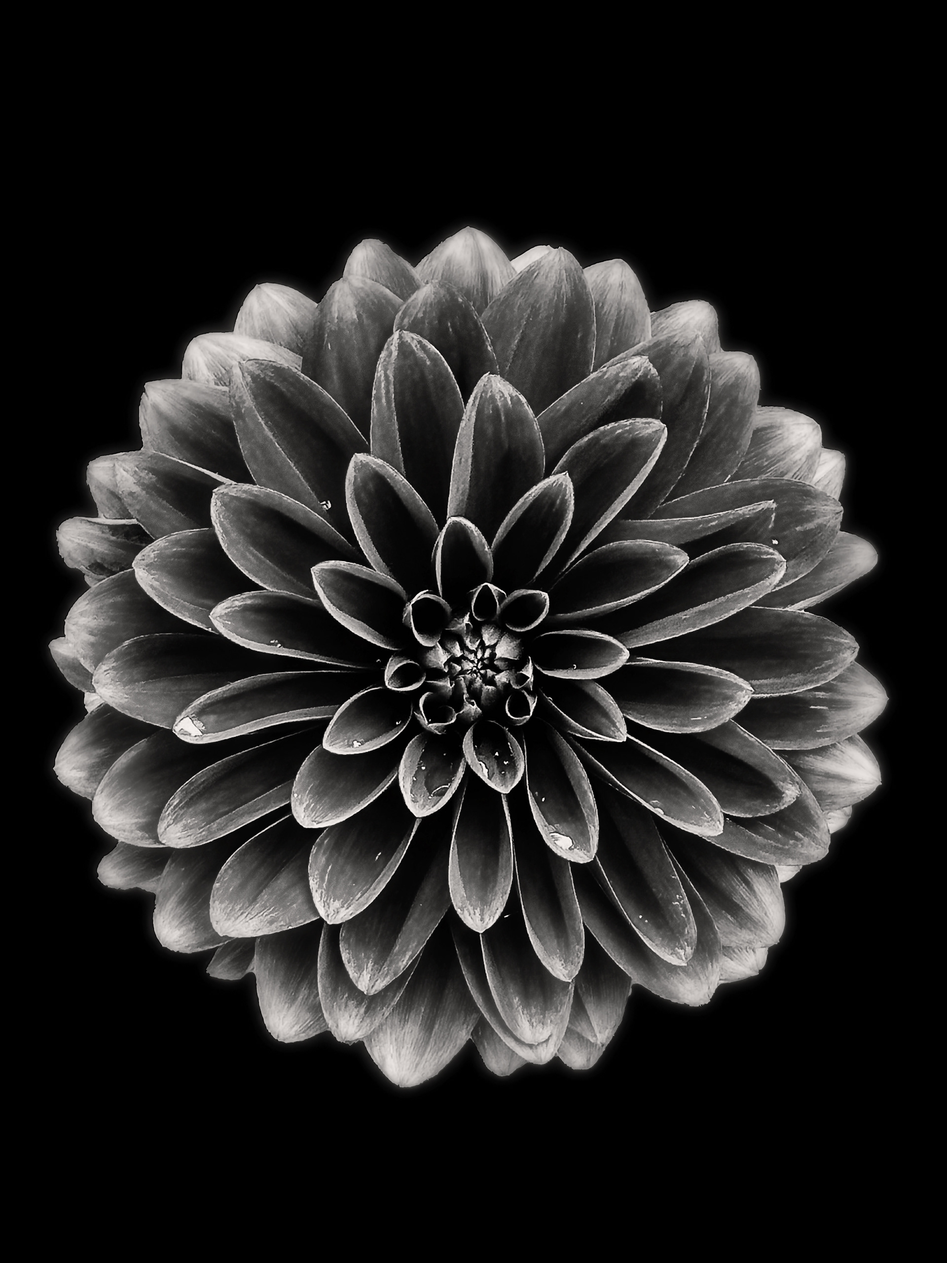 Morning Dahlia