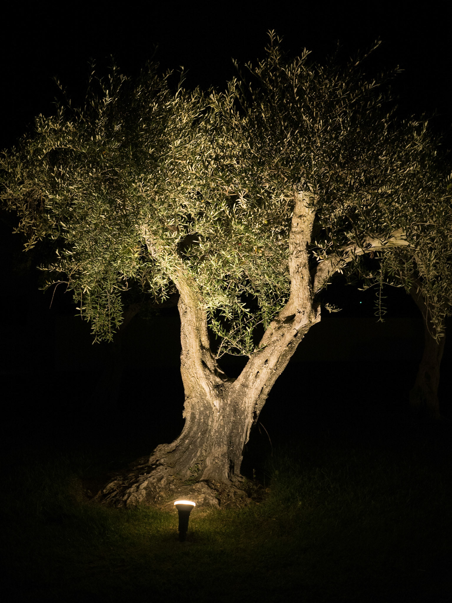 Olive Tree at Night