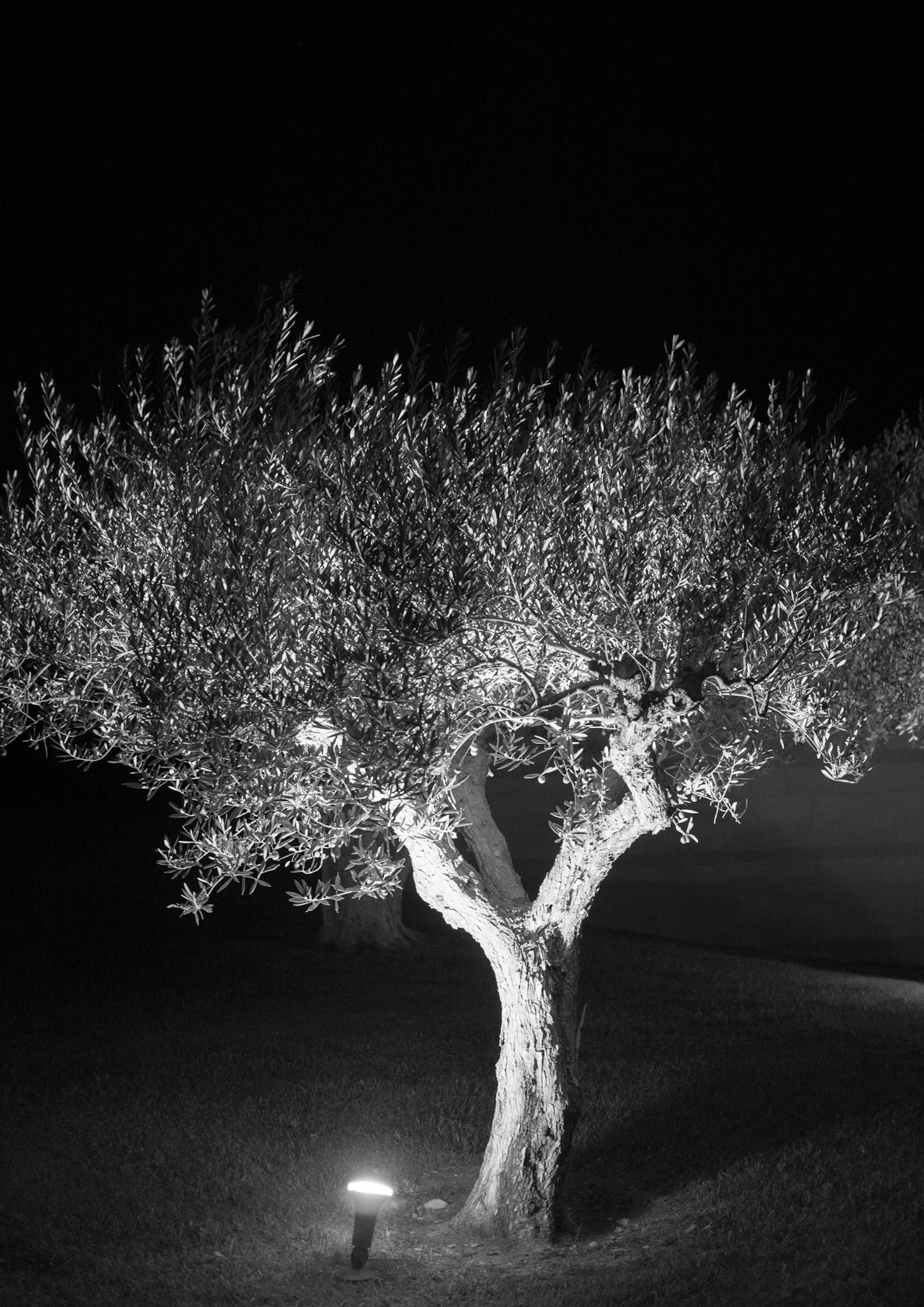 Olive Tree at Night 2