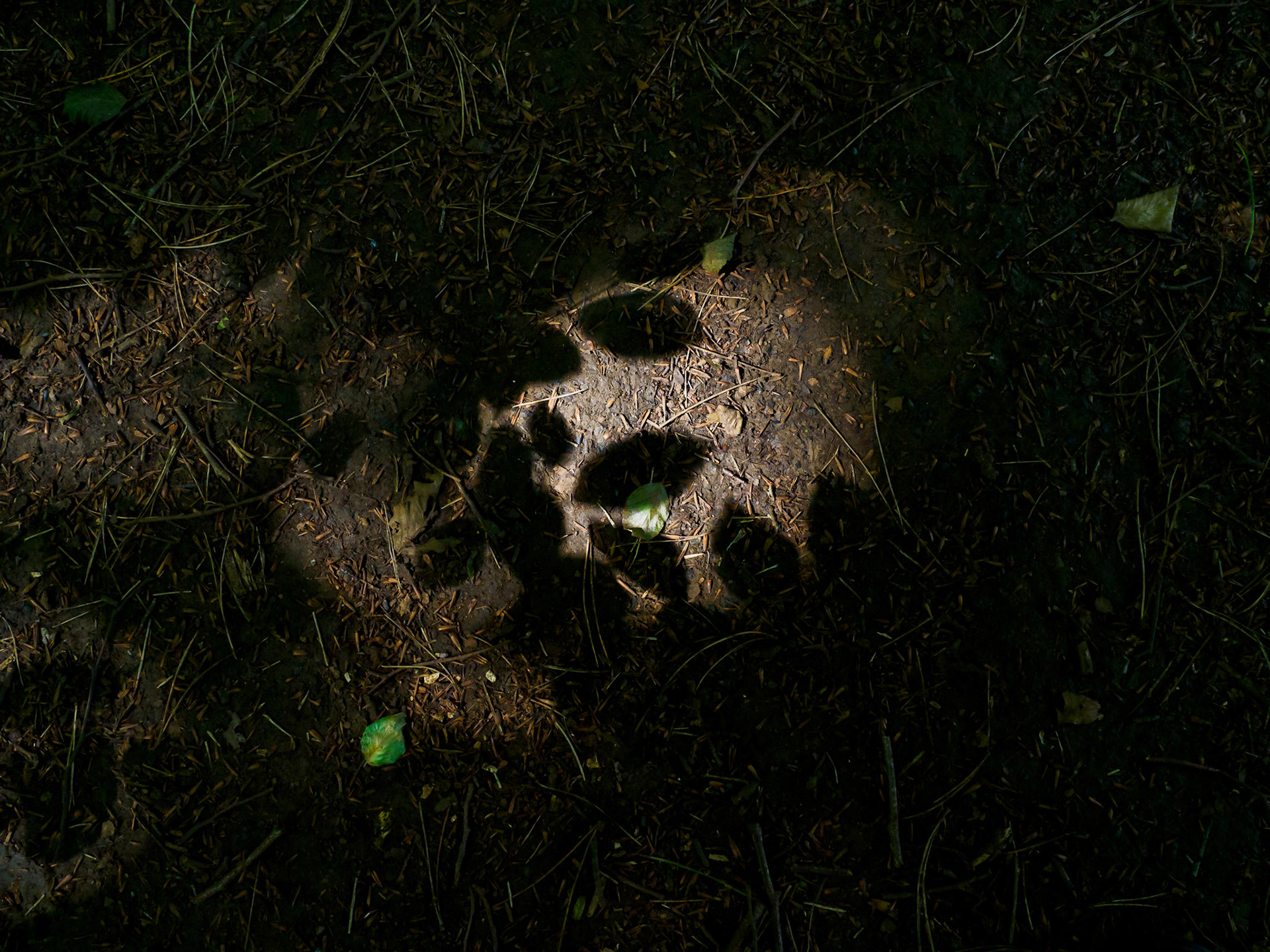 Green Leaf