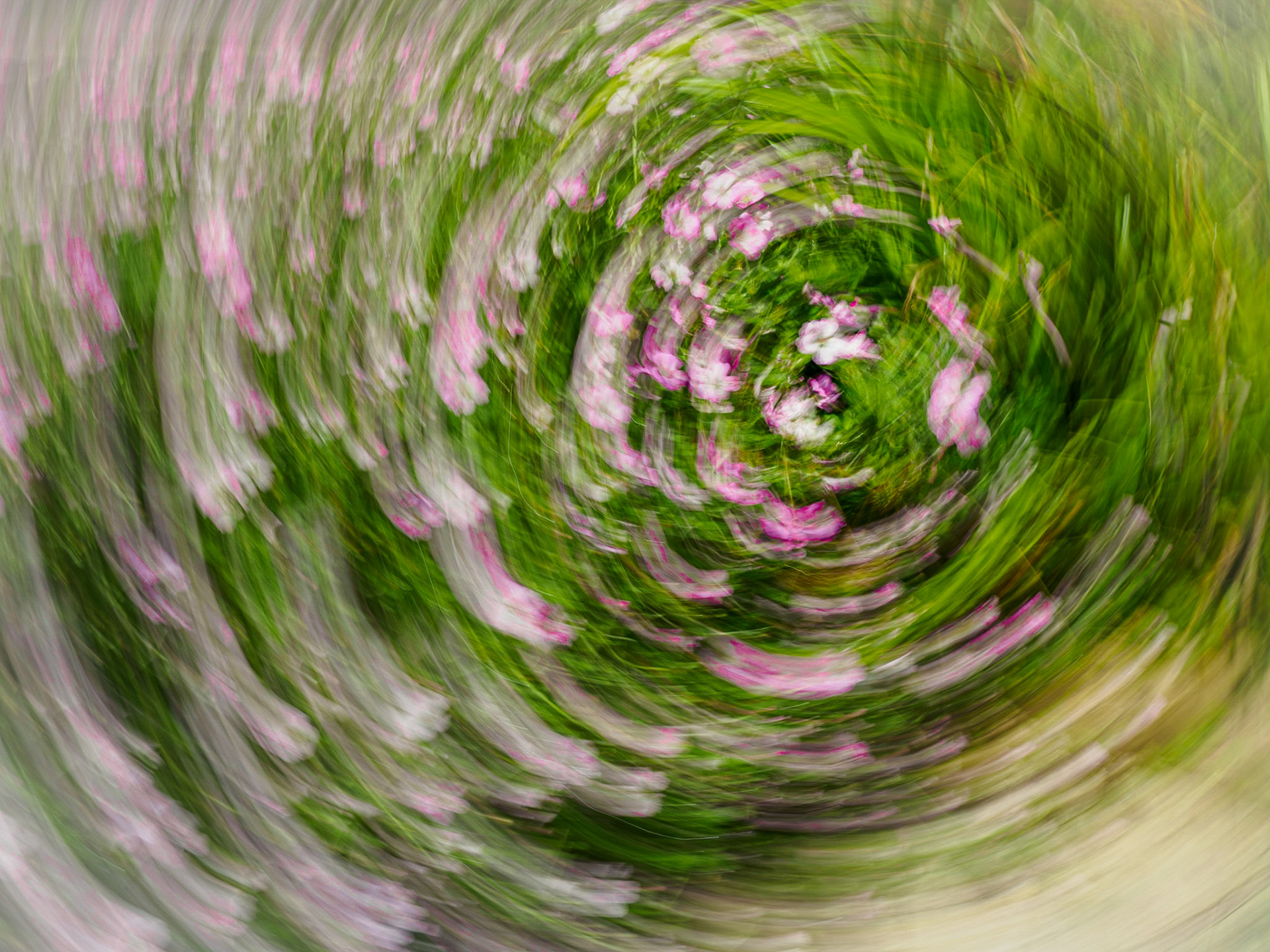 Geum Swirl 2