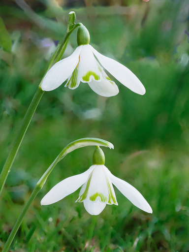 Snowdrops 1