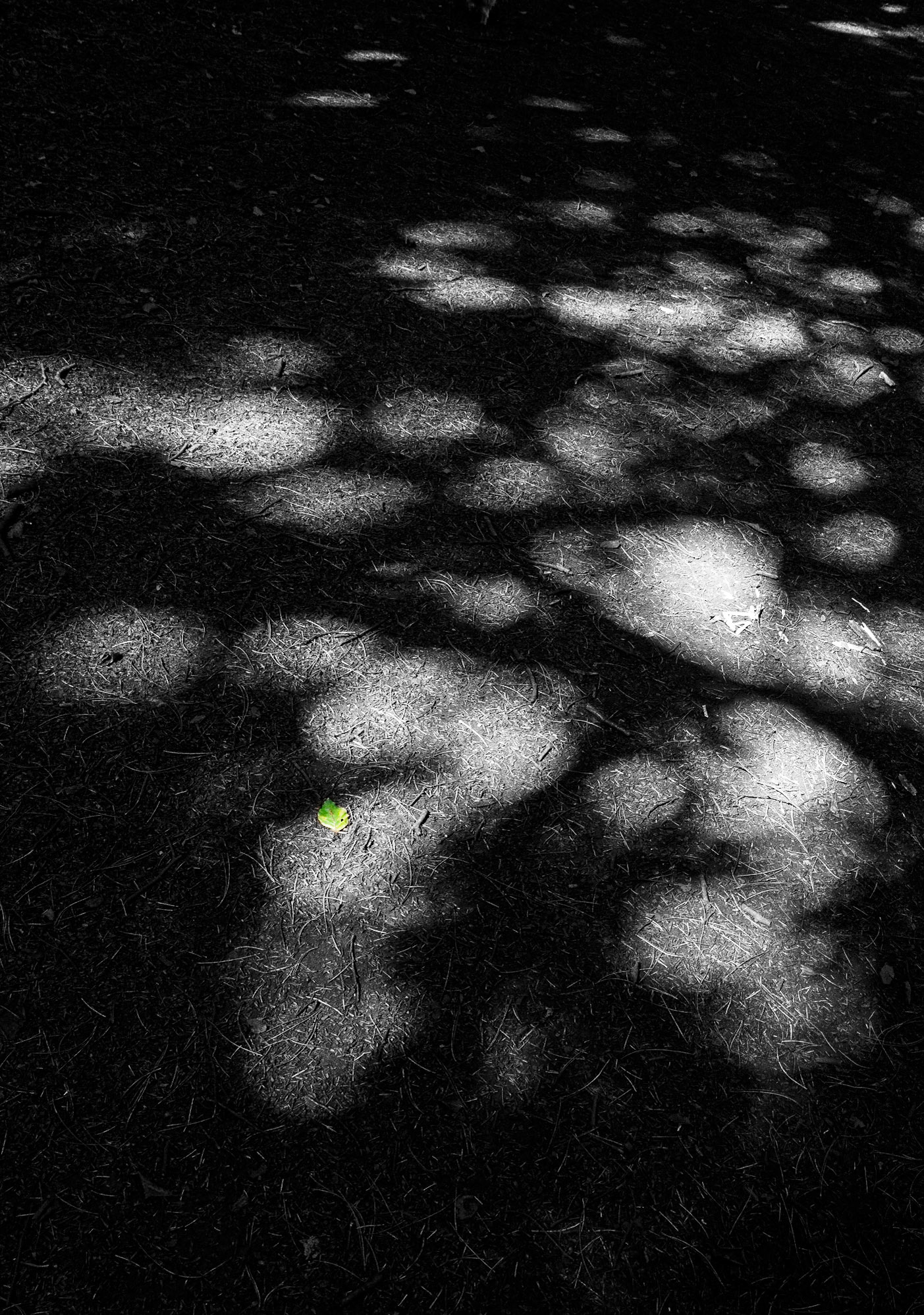 Shadows in the Woods