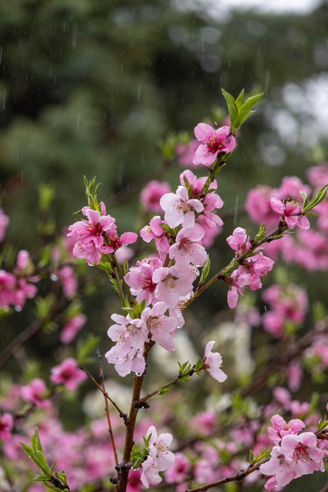 The first photo I took on my camera, oh yeah btw im rocking a canon R7 as my starter.