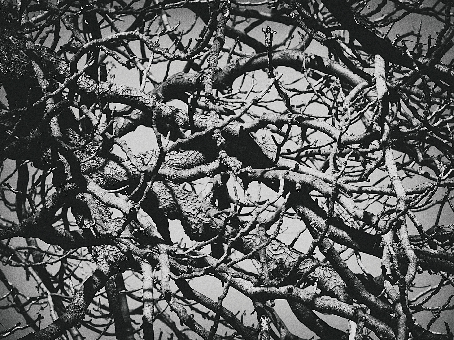 Branch 1. Part of project “From the Witchwood” [RJ 0034]: Photo series about trees and leaves.